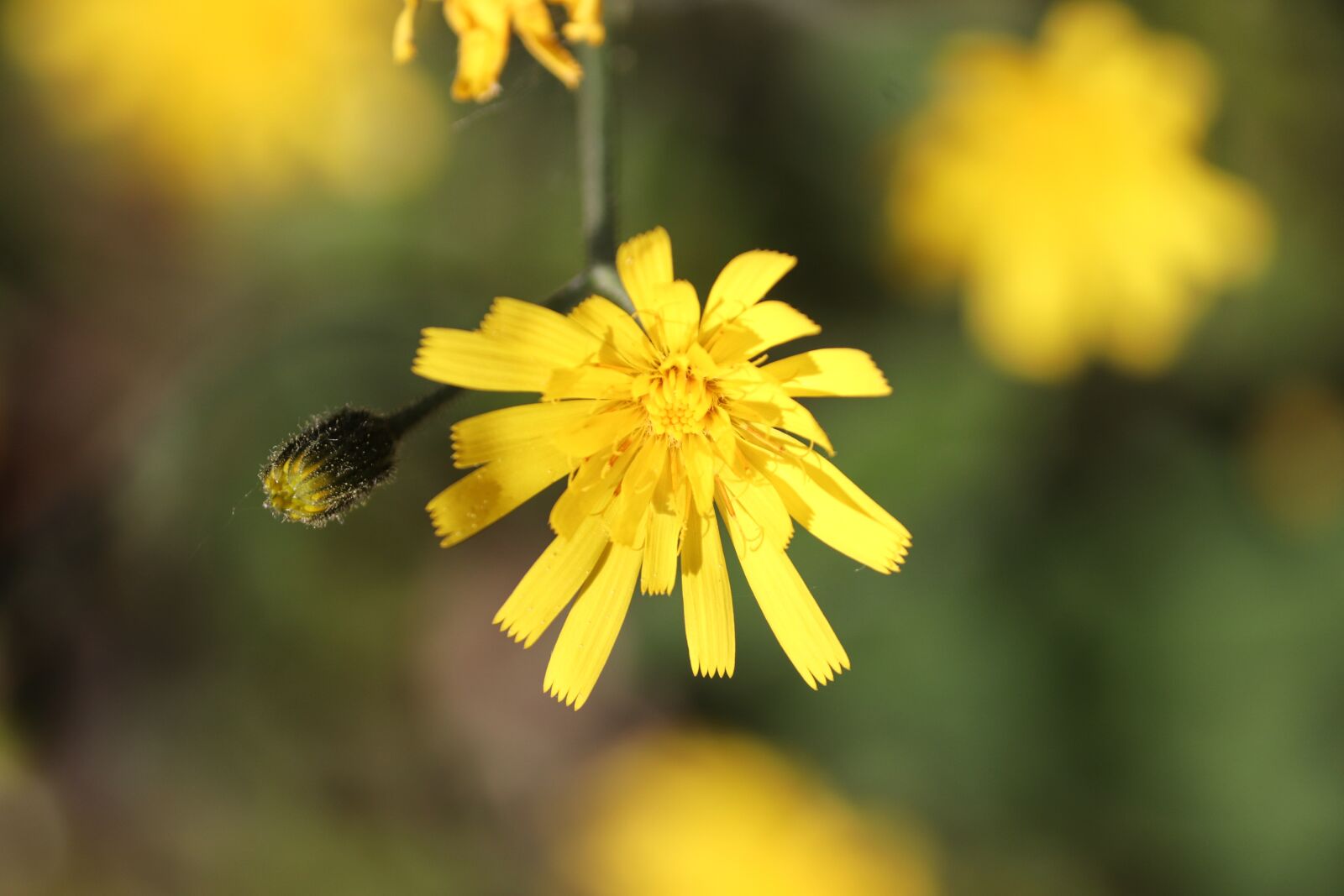 Canon EOS 200D (EOS Rebel SL2 / EOS Kiss X9) sample photo. Hawkweed, blossom, bloom photography