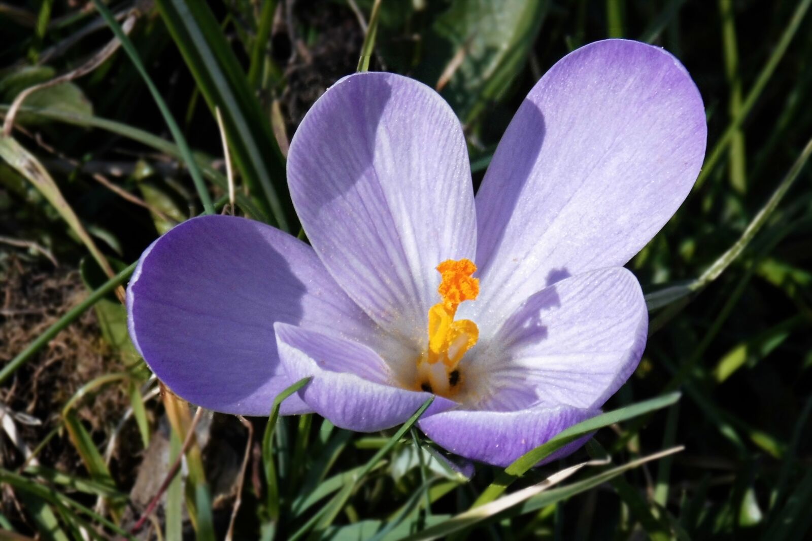 MEDION MD86827 sample photo. Spring meadow, crocus, early photography