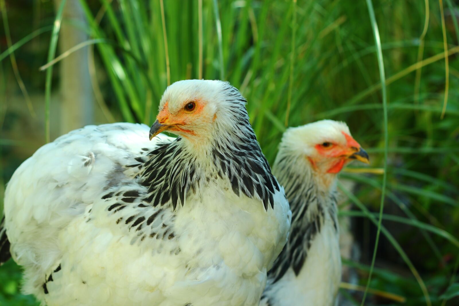 Canon EOS 600D (Rebel EOS T3i / EOS Kiss X5) + Canon EF 50mm F1.8 II sample photo. Chicken, fancy, flashy photography
