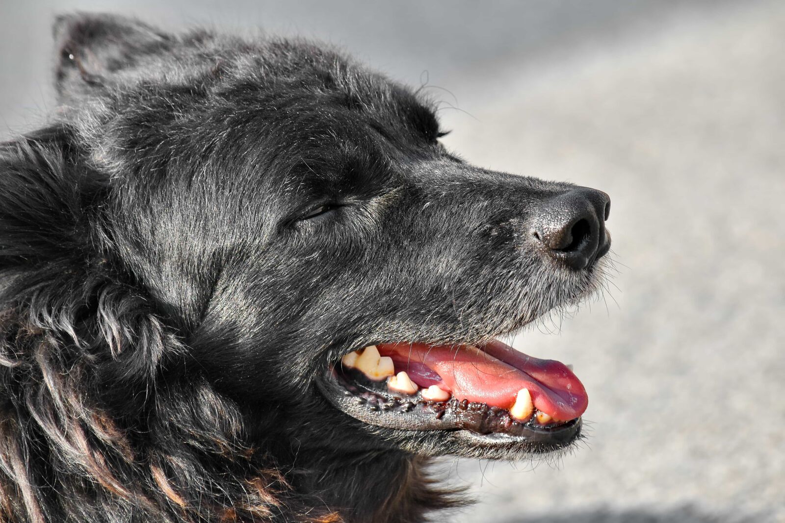 Nikon D5500 sample photo. Animal, shepherd dog, portrait photography