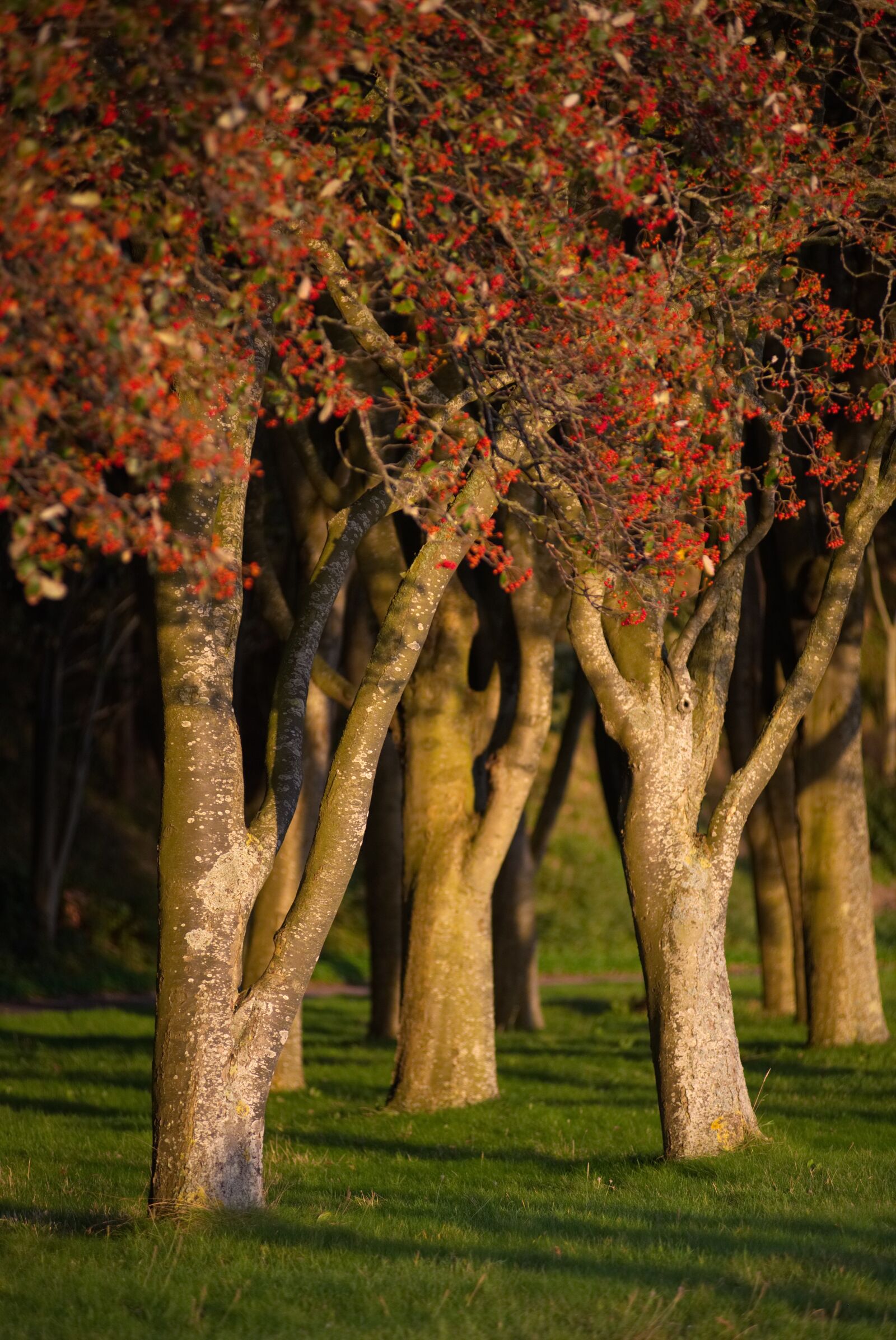 Nikon D750 sample photo. Denmark, park, tree photography