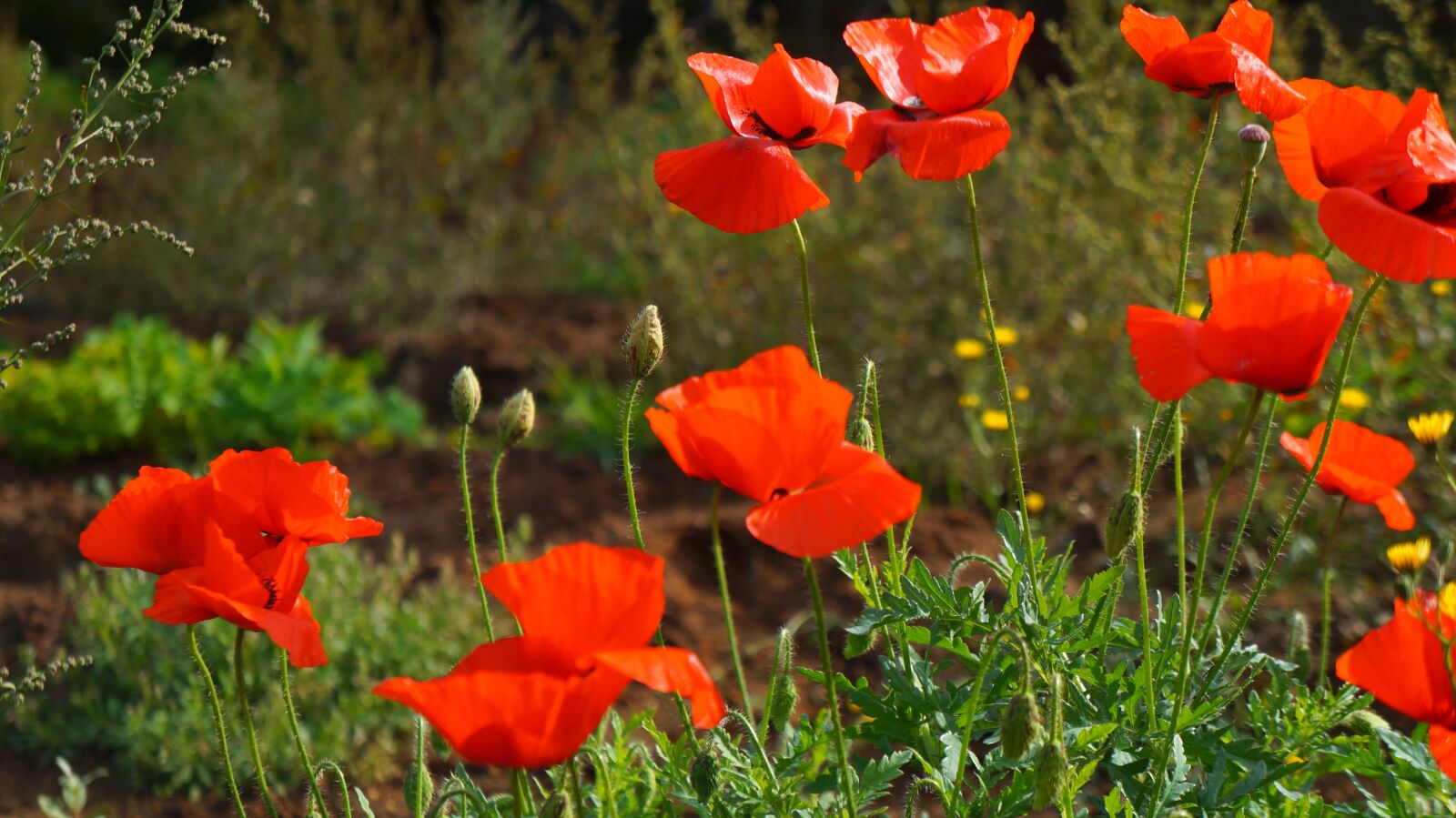 Sony Alpha a3000 + Sony E 18-55mm F3.5-5.6 OSS sample photo. Nature, plants, poppies photography