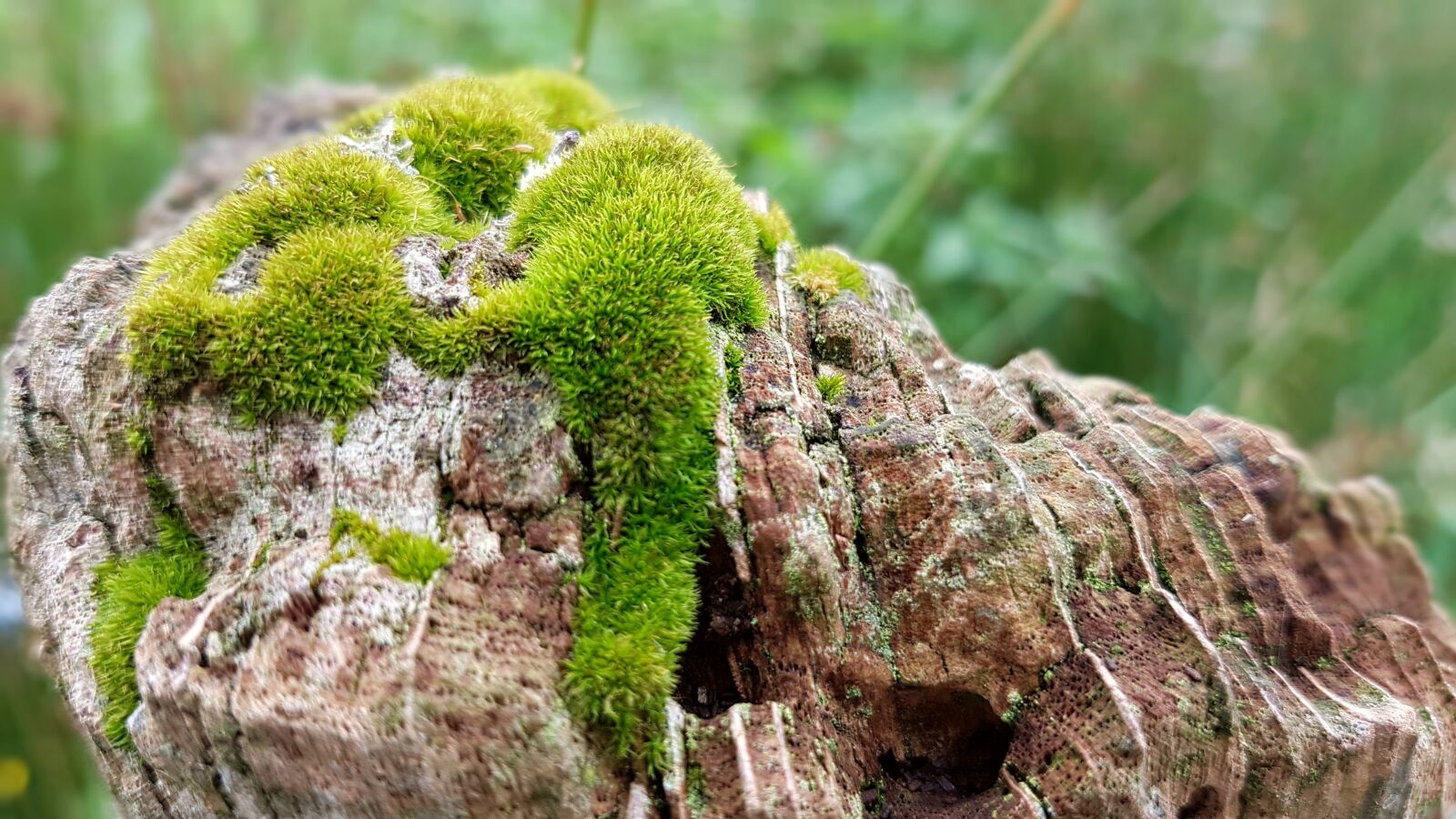 Samsung Galaxy S7 sample photo. Moss, weave, fence post photography