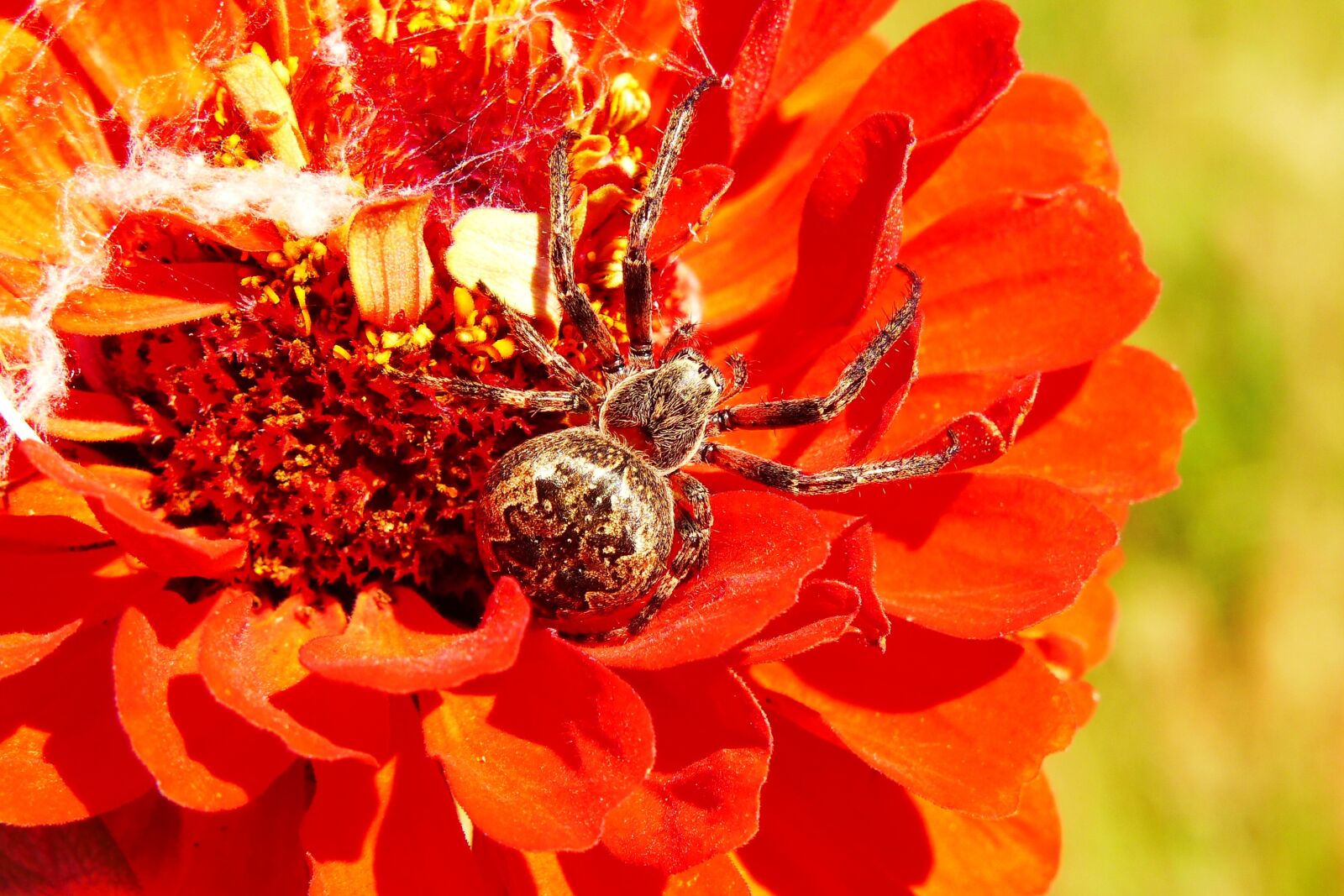 Panasonic Lumix DMC-FZ200 sample photo. Ko osz slit, insect photography