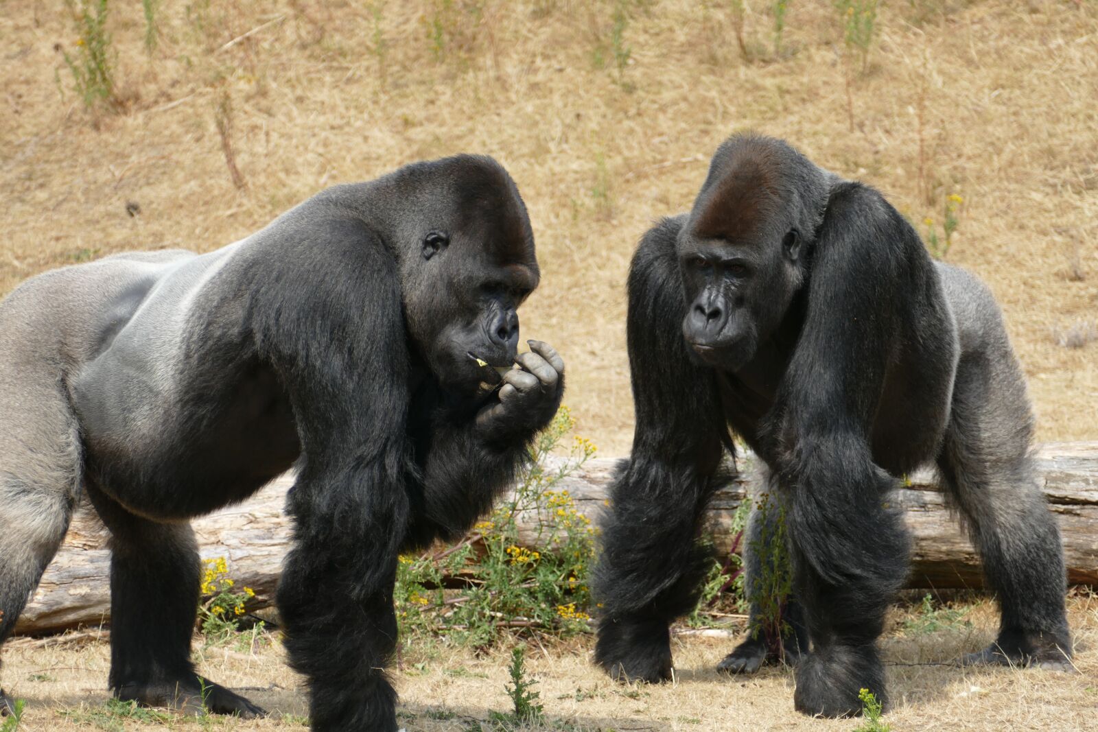 Panasonic Lumix DMC-FZ1000 sample photo. Gorilla, lowland gorillas, monkey photography