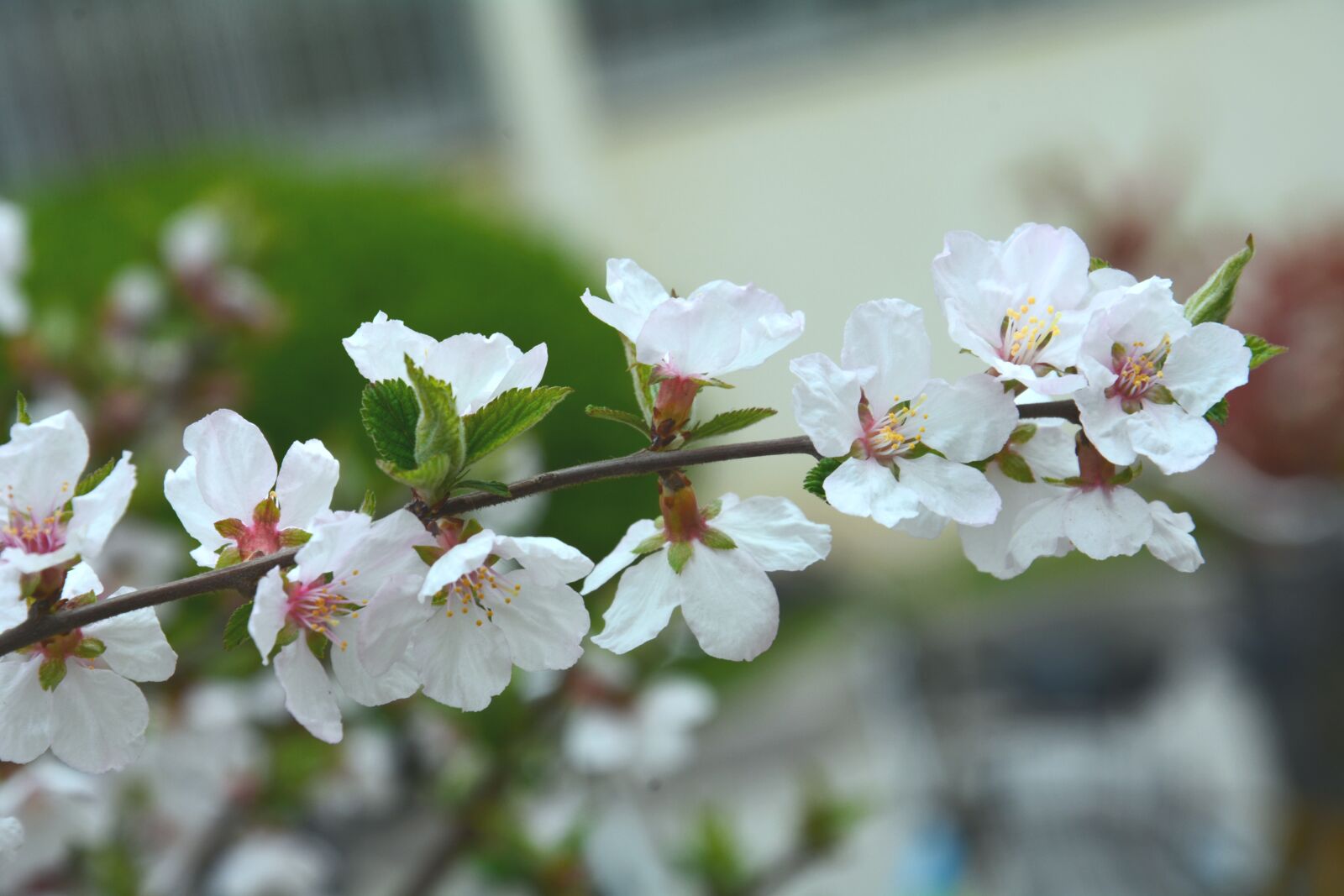 Nikon D7100 sample photo. Big-leaf dry cherry, flower photography