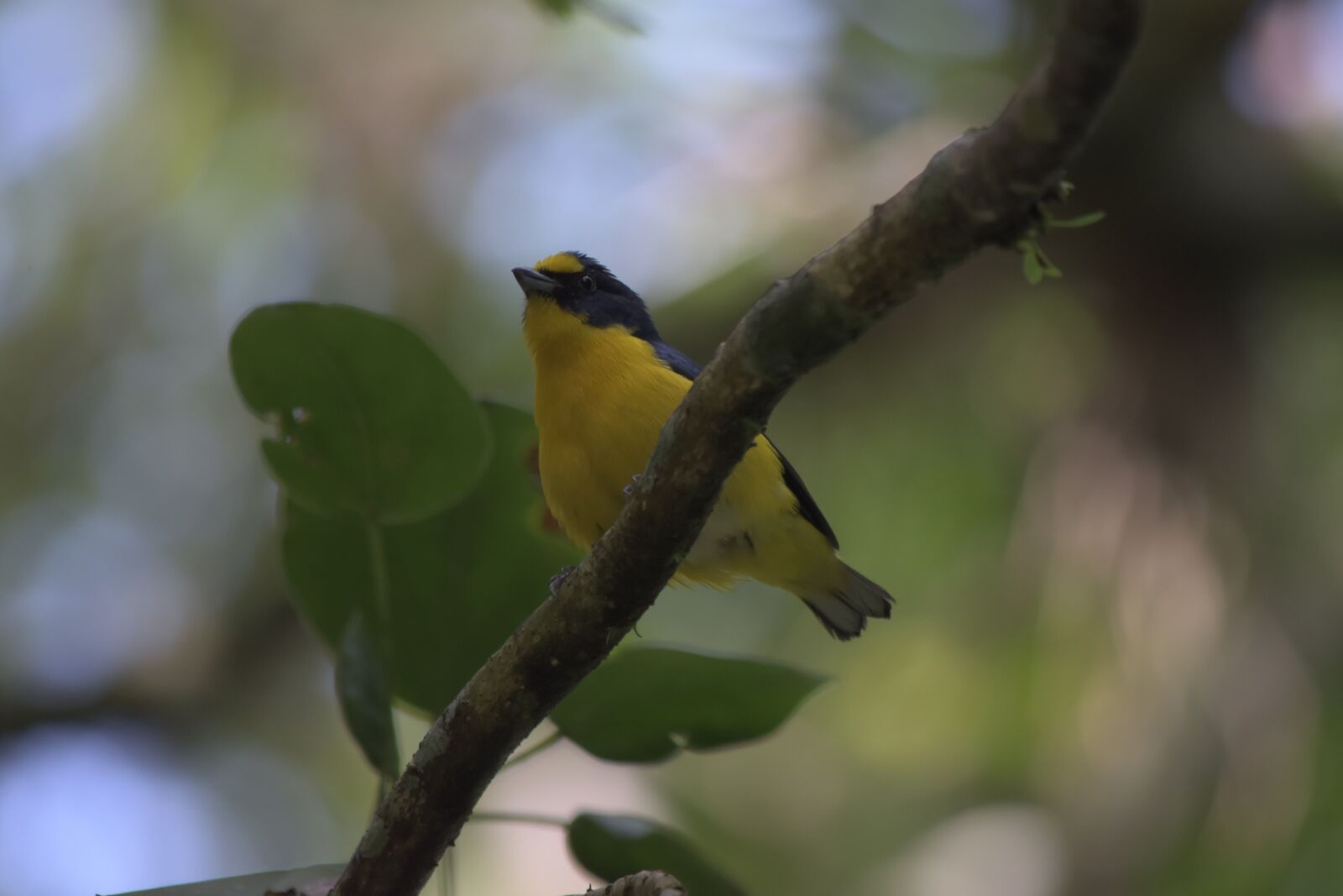 Nikon D5500 sample photo. Ave, animals, nature photography
