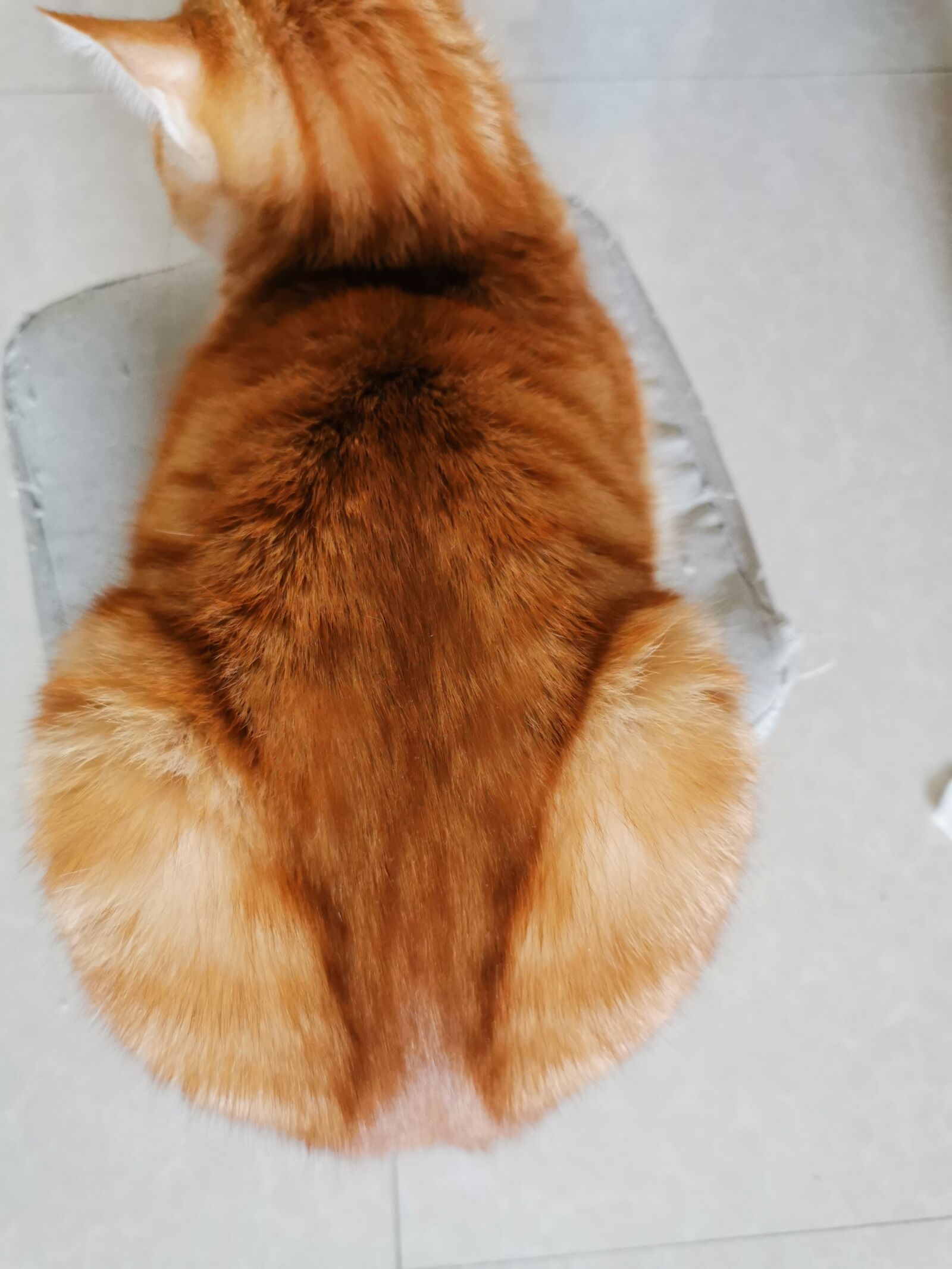 HUAWEI P30 sample photo. Cat, cute, pet photography