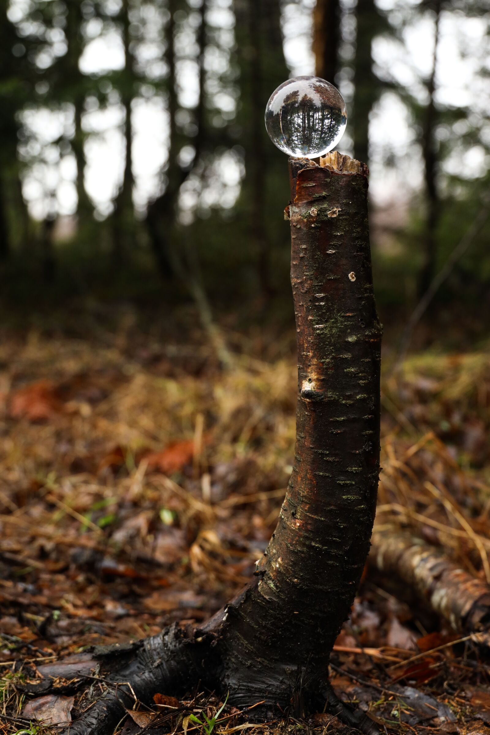 Canon EOS R sample photo. Marble, reflection, forest photography