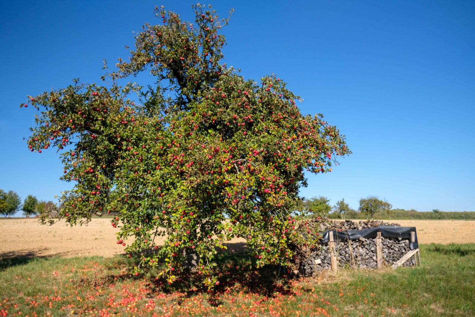 Fujifilm X-T2 + Fujifilm XF 16mm F1.4 R WR sample photo. Tree, autumn, fruit tree photography