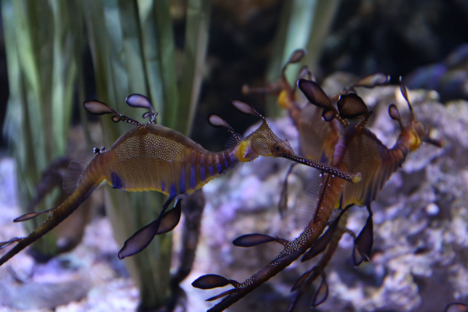 Canon EOS 7D Mark II sample photo. Animal, aquarium, couple, ican photography