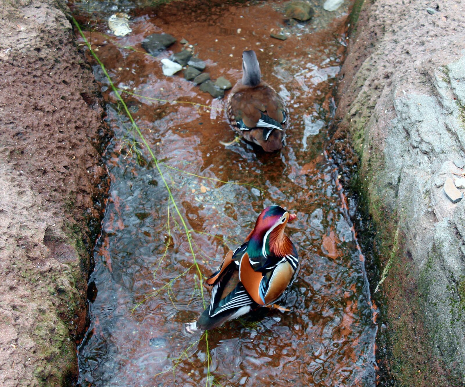 Canon EOS 1100D (EOS Rebel T3 / EOS Kiss X50) sample photo. Bird, water, nature photography