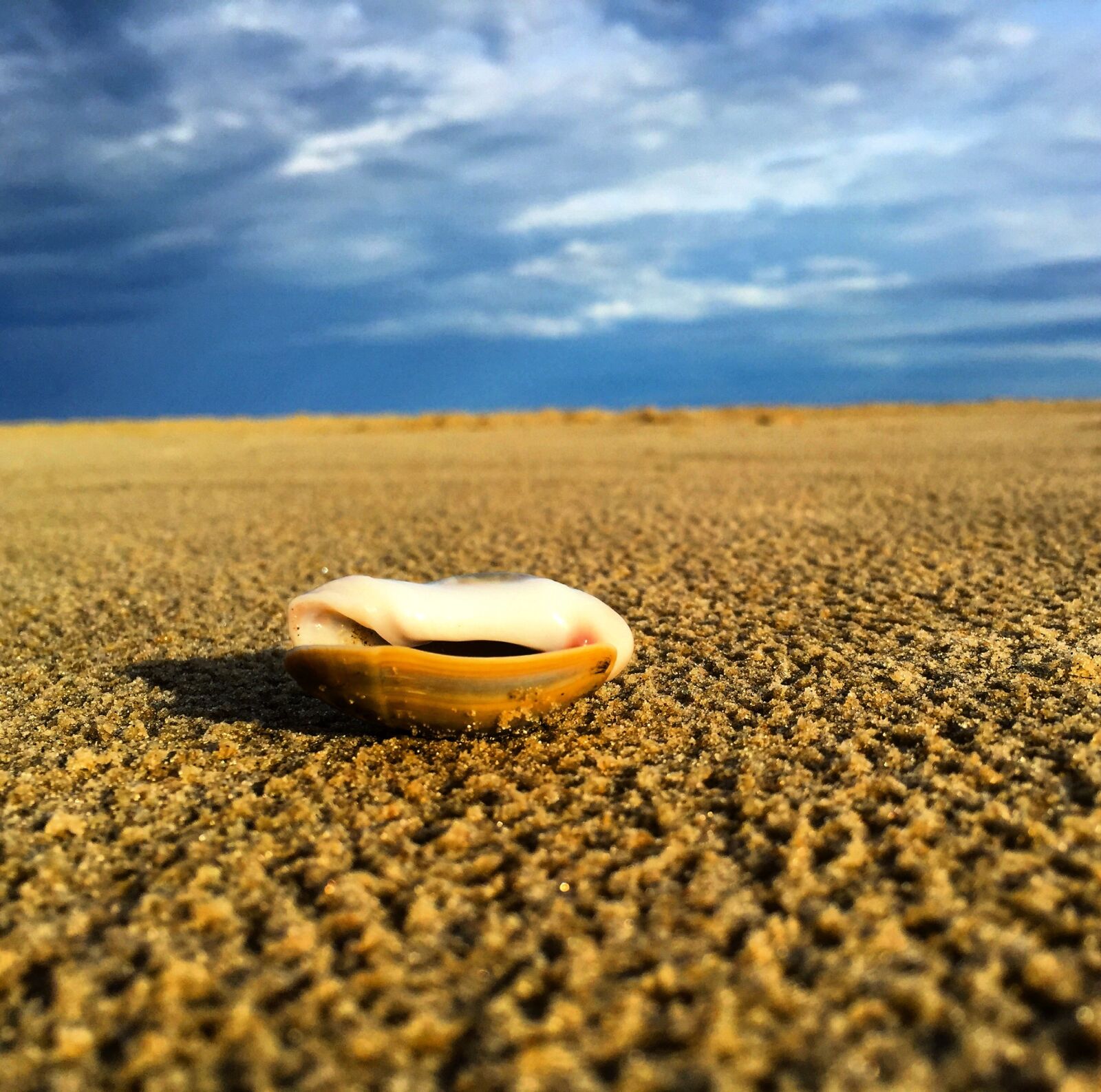 Apple iPhone 6 sample photo. Beach, shells, brazil photography