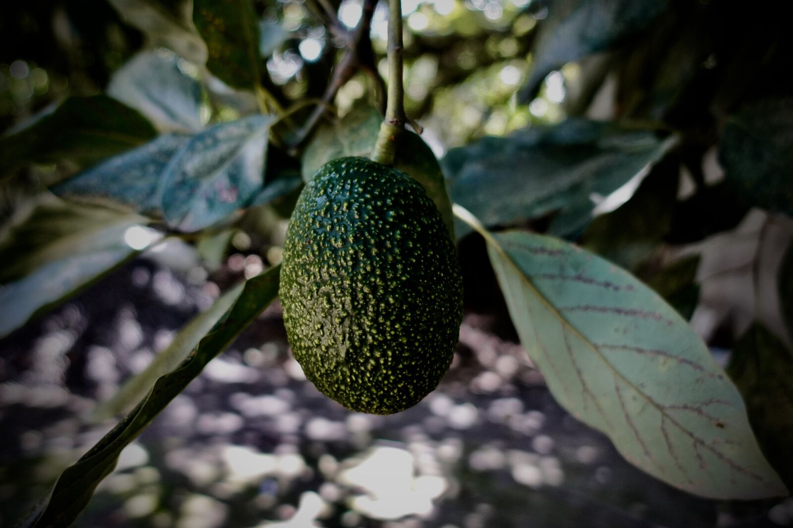 Sony DSC-RX100M5A sample photo. Avocado, plant, green photography