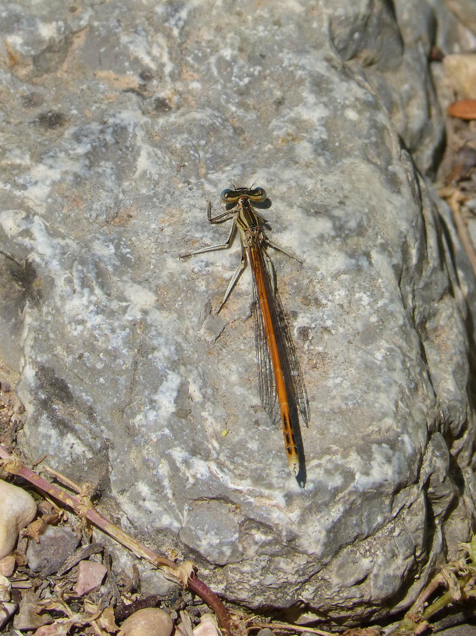 Panasonic DMC-FZ62 sample photo. Dragonfly, orange dragonfly, rock photography