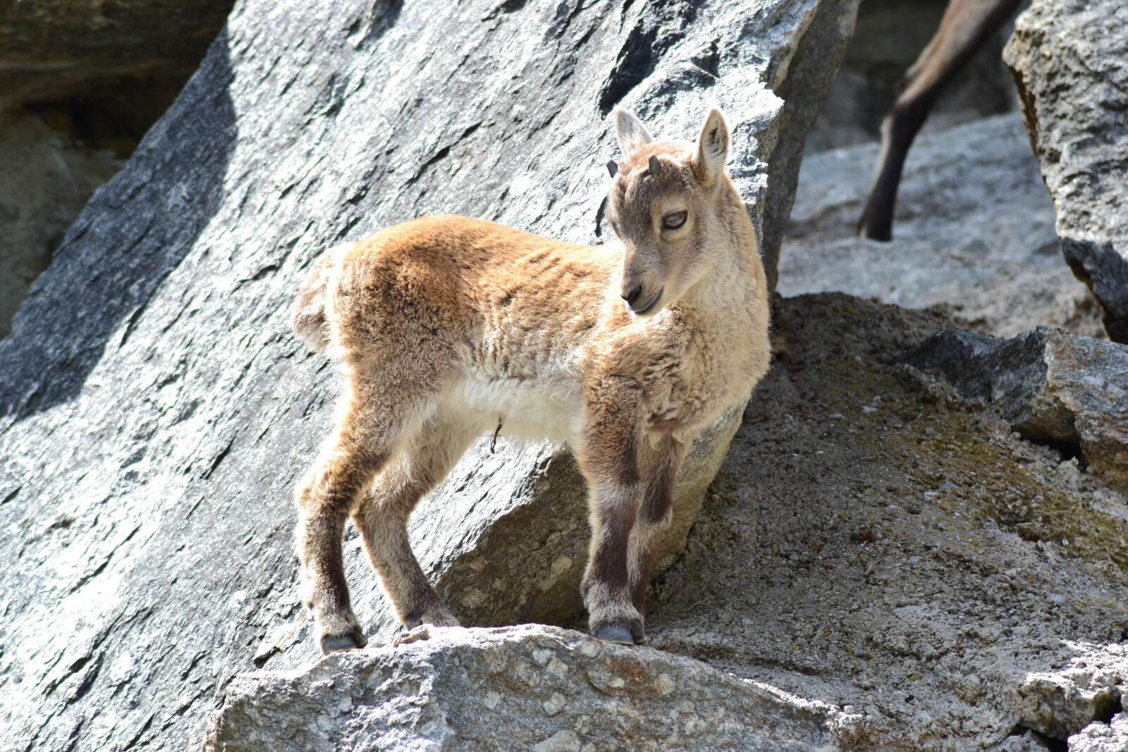 Nikon D3100 sample photo. Alps, baby, buck, climbing photography