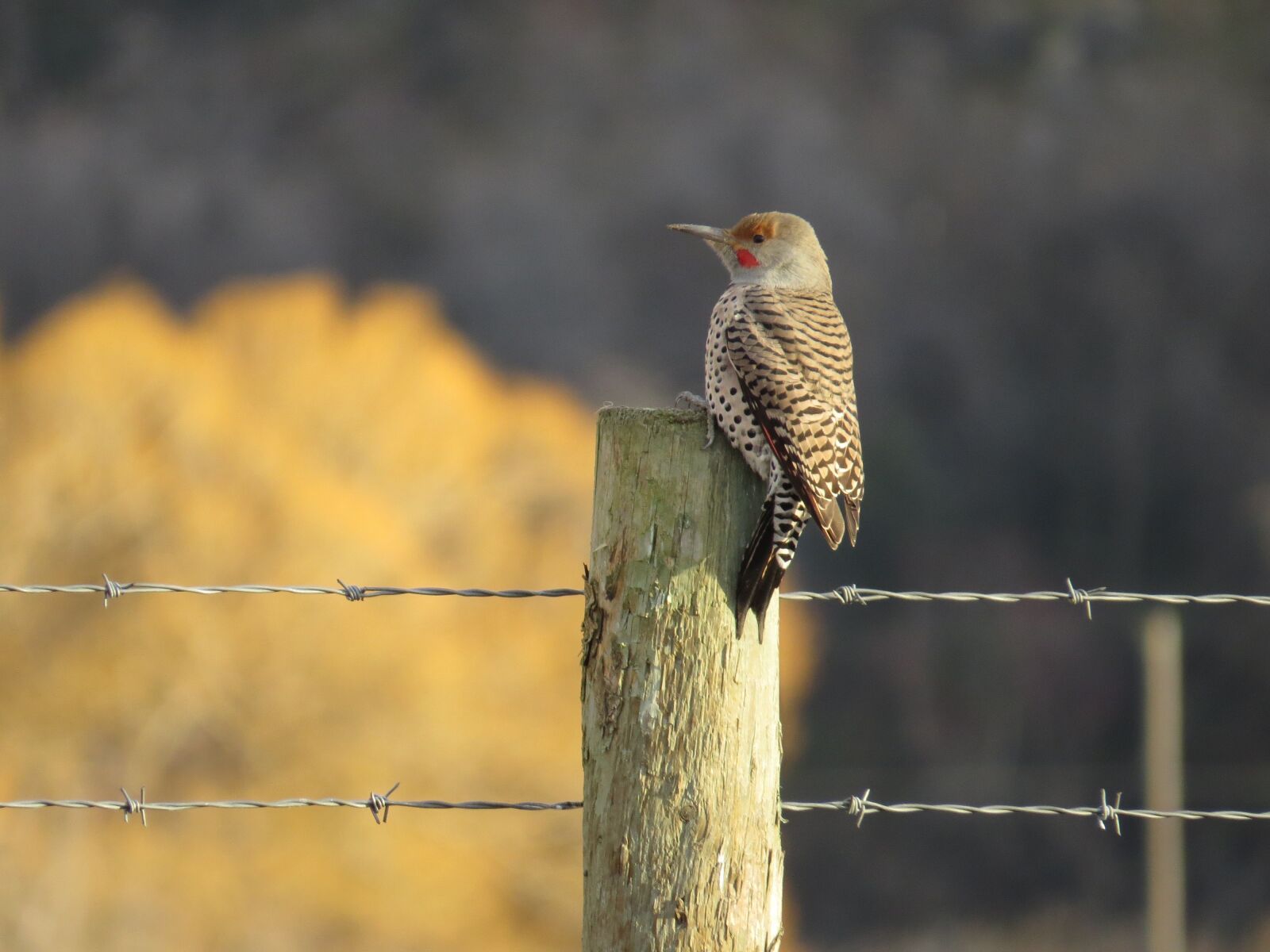 Canon PowerShot SX50 HS sample photo. Northern, flicker photography