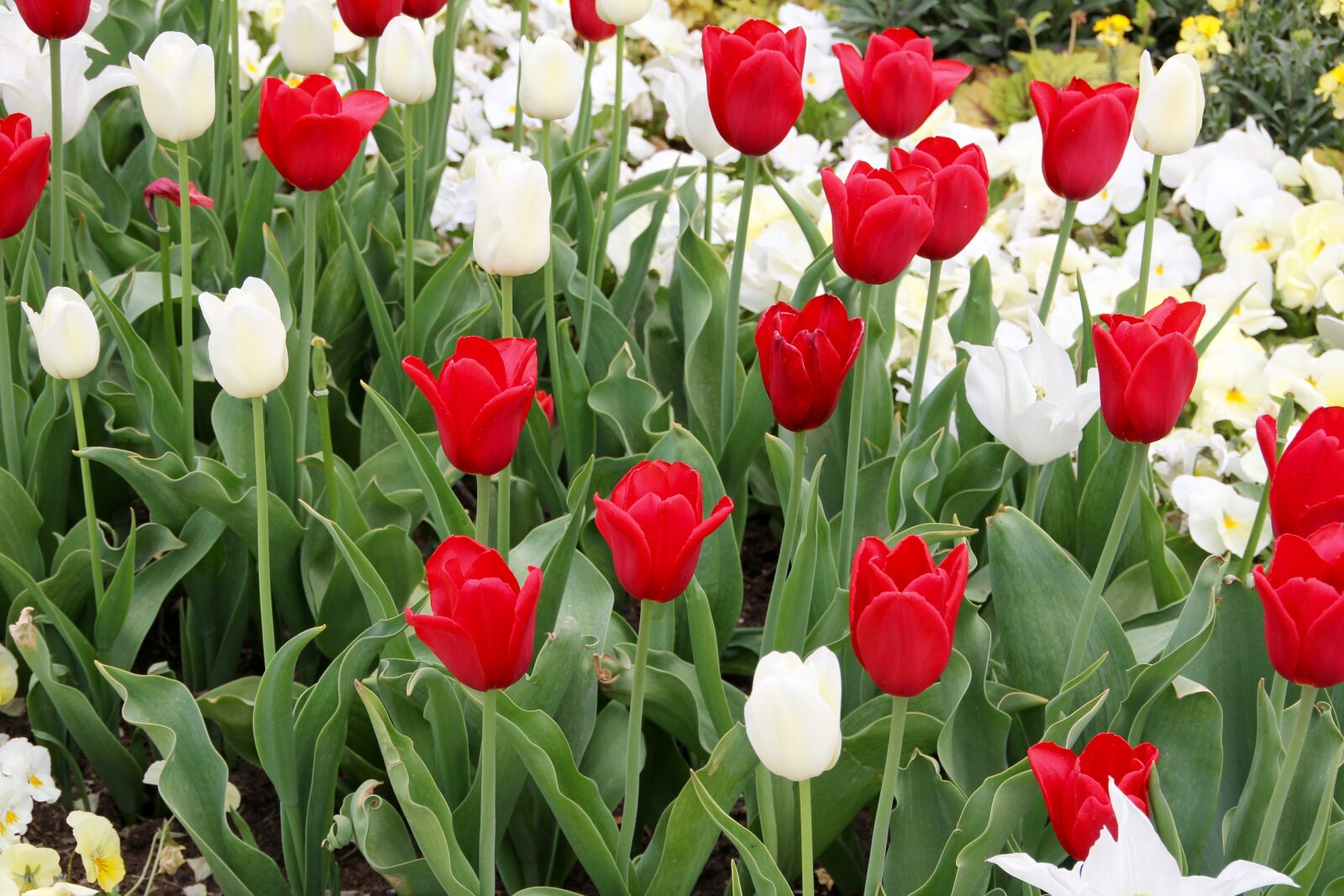 Canon EOS 60D sample photo. Tulips, tulipa, tulpenzwiebel photography