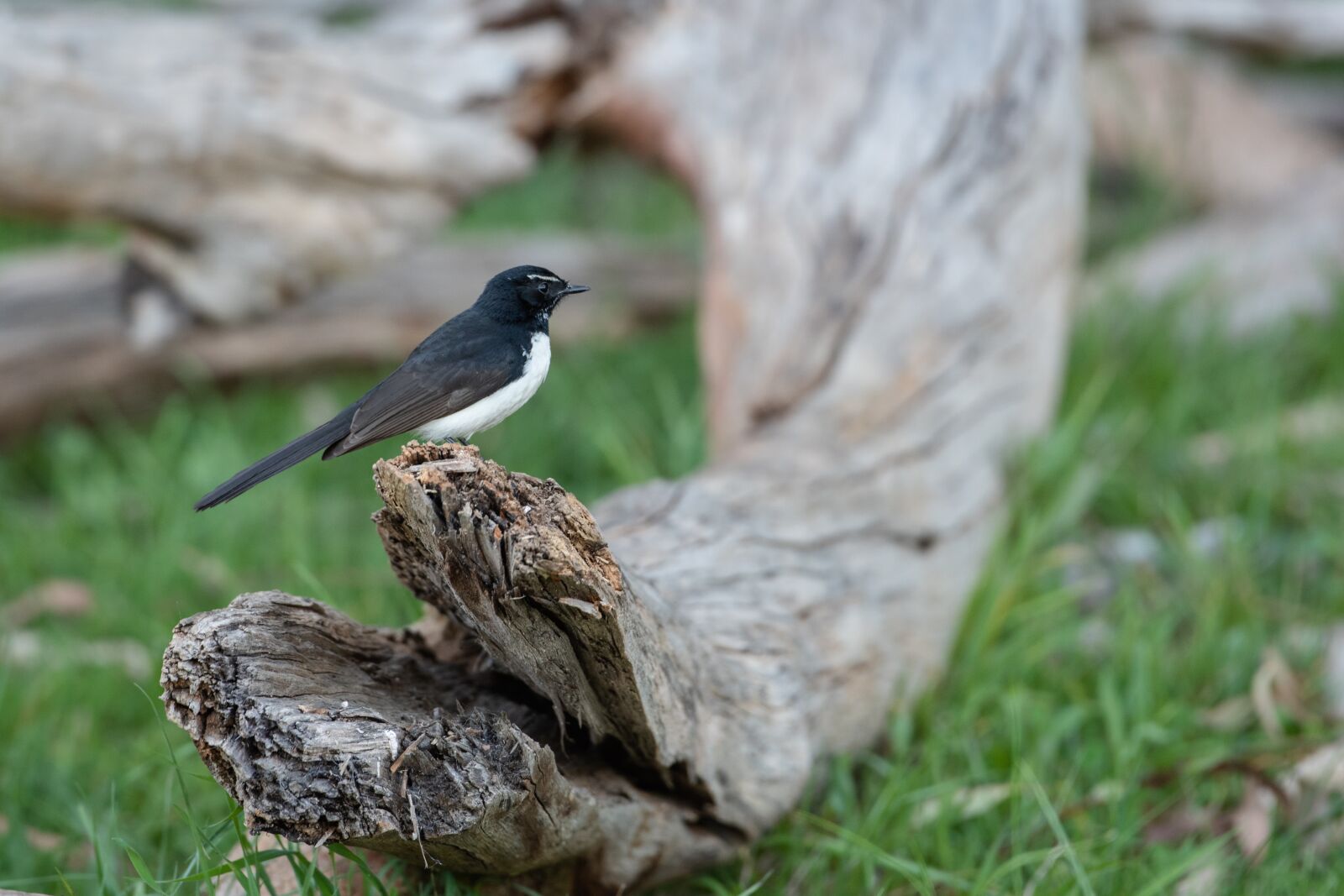 Nikon D750 sample photo. Willie wagtail, willy wagtail photography