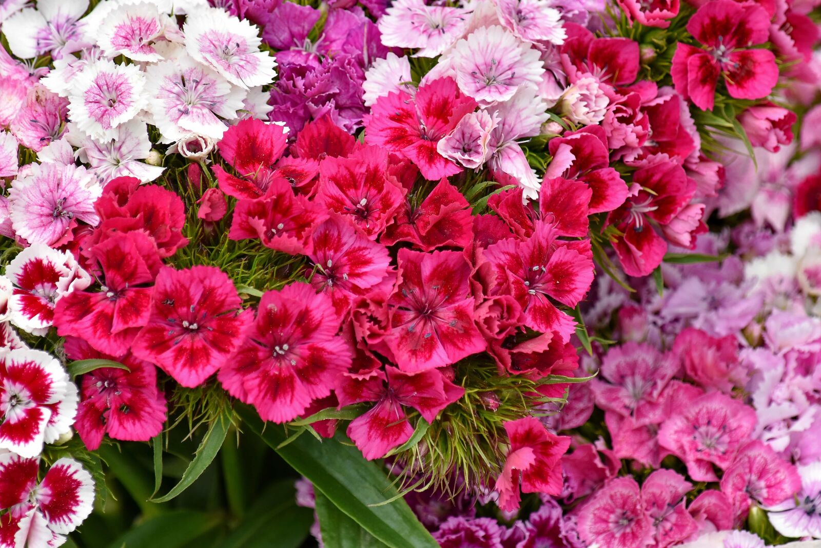 Nikon D5500 sample photo. Beautiful flowers, blooming, carnation photography