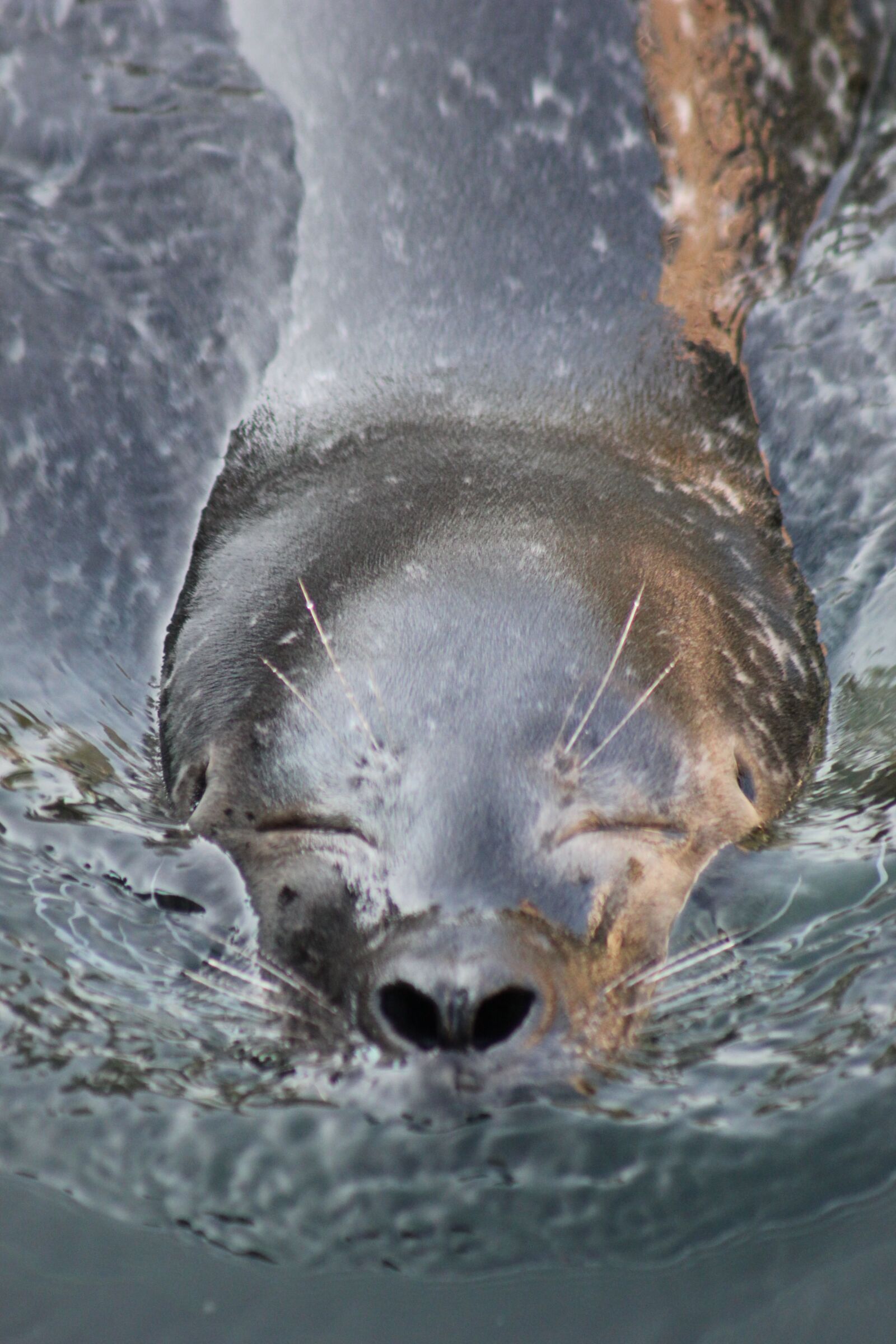 Canon EOS 550D (EOS Rebel T2i / EOS Kiss X4) sample photo. Seal, animal, close up photography