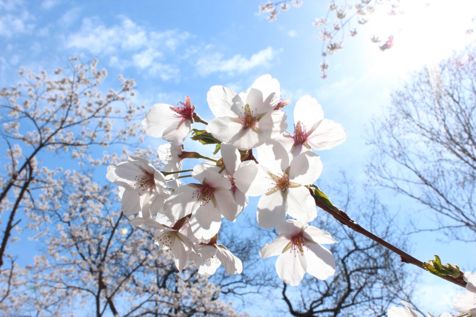 Canon EOS 650D (EOS Rebel T4i / EOS Kiss X6i) sample photo. Sakura cherry blossoms, spring photography