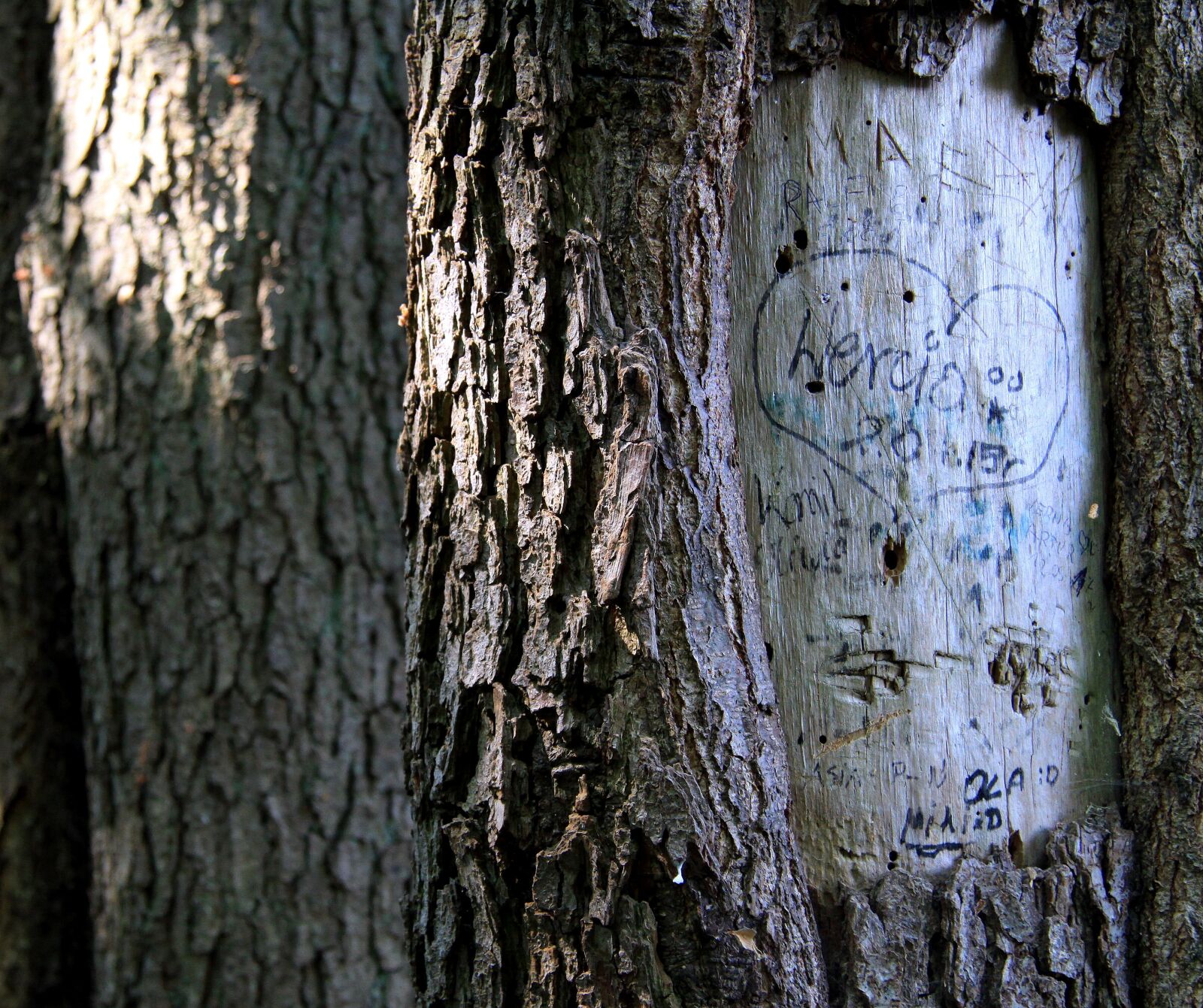Canon EOS 50D sample photo. Tree, nature, the bark photography