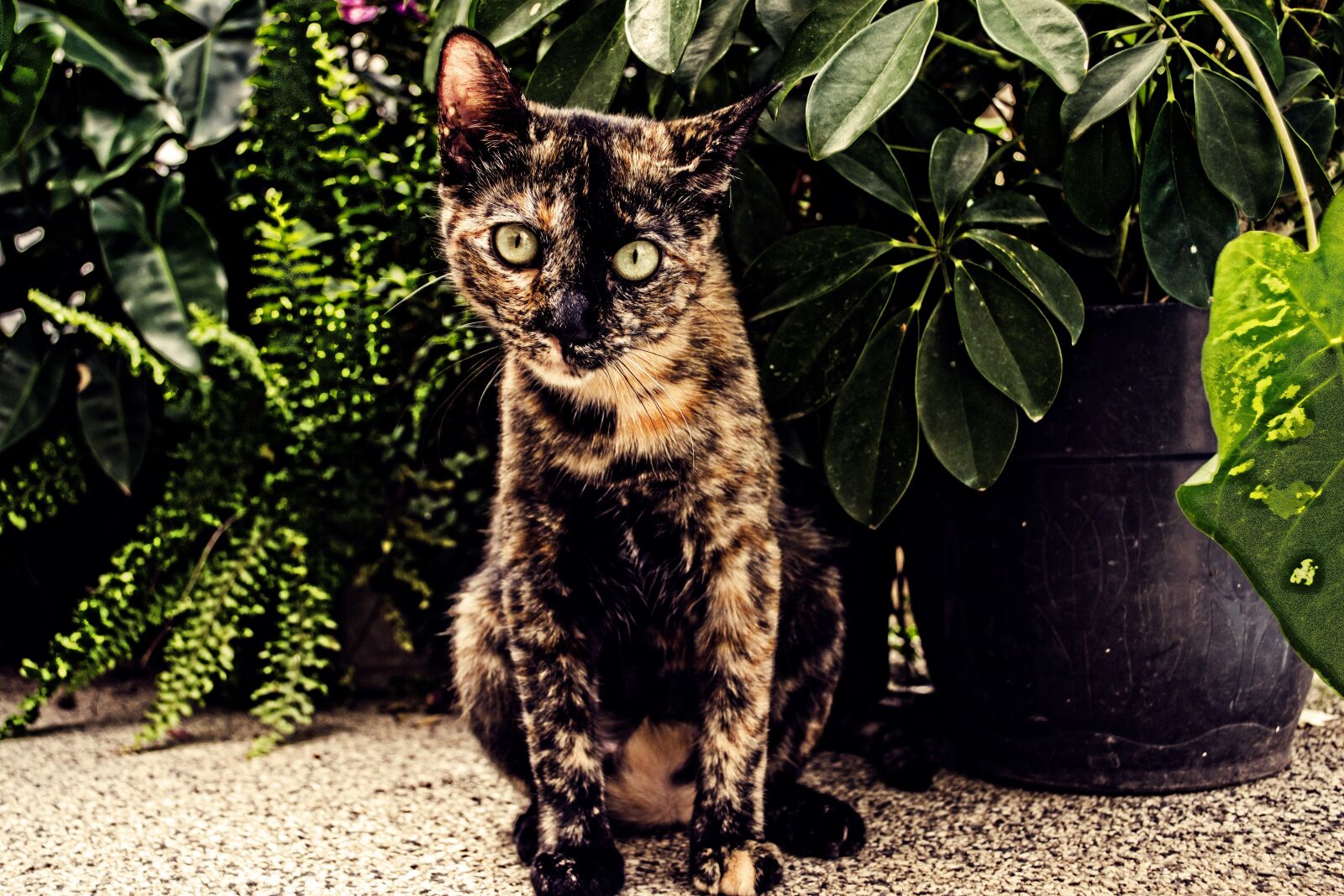 Nikon D3100 sample photo. Nature, animal, mammal photography