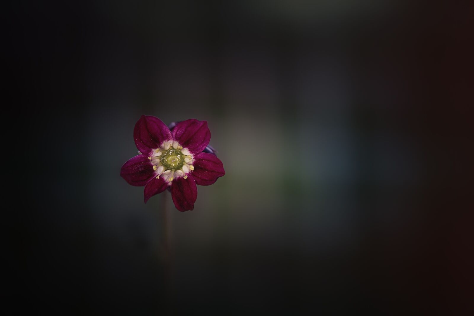 Nikon D750 sample photo. Flower, blossom, bloom photography