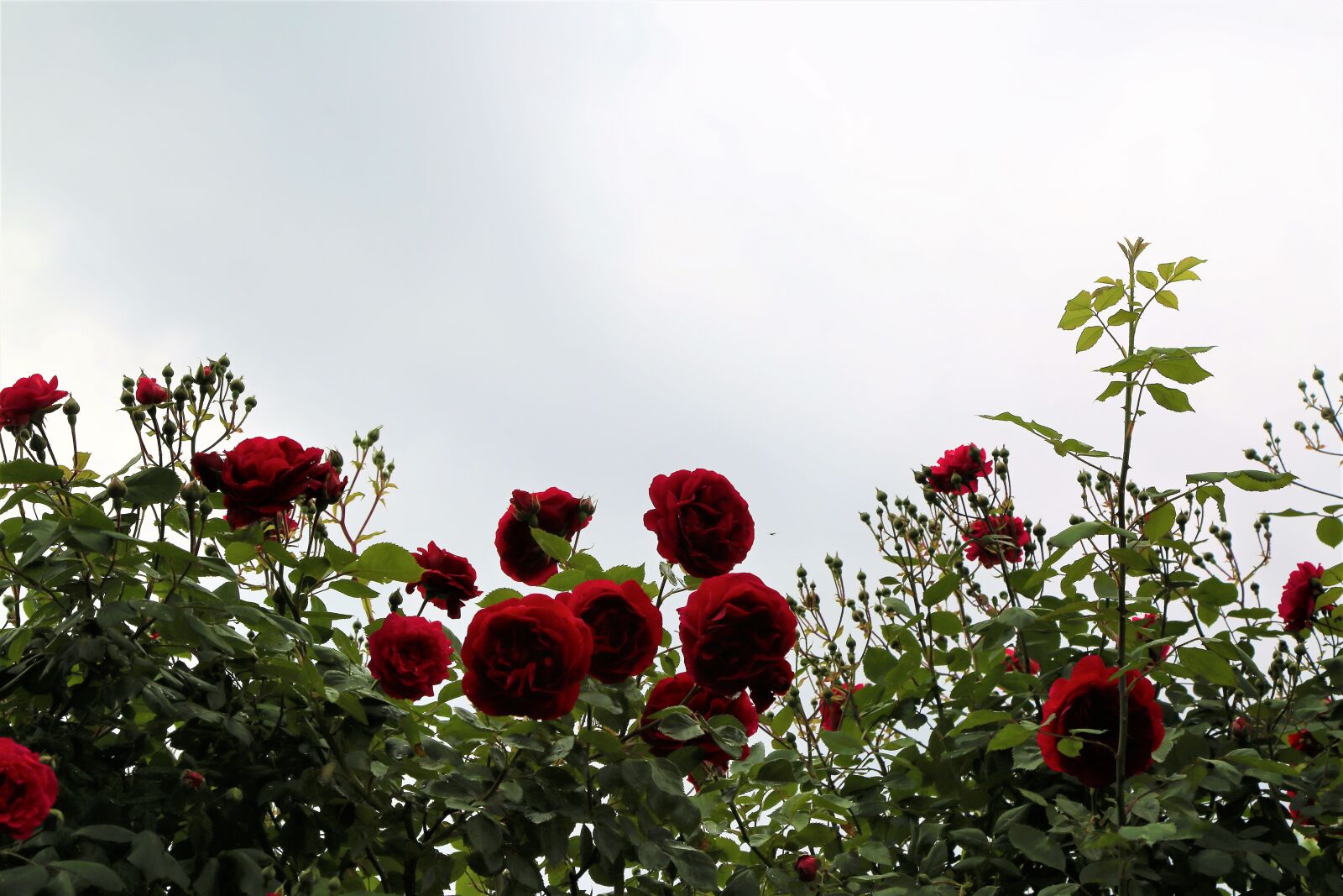 Canon EF 24-105mm F4L IS USM sample photo. Rose, buds, flower photography