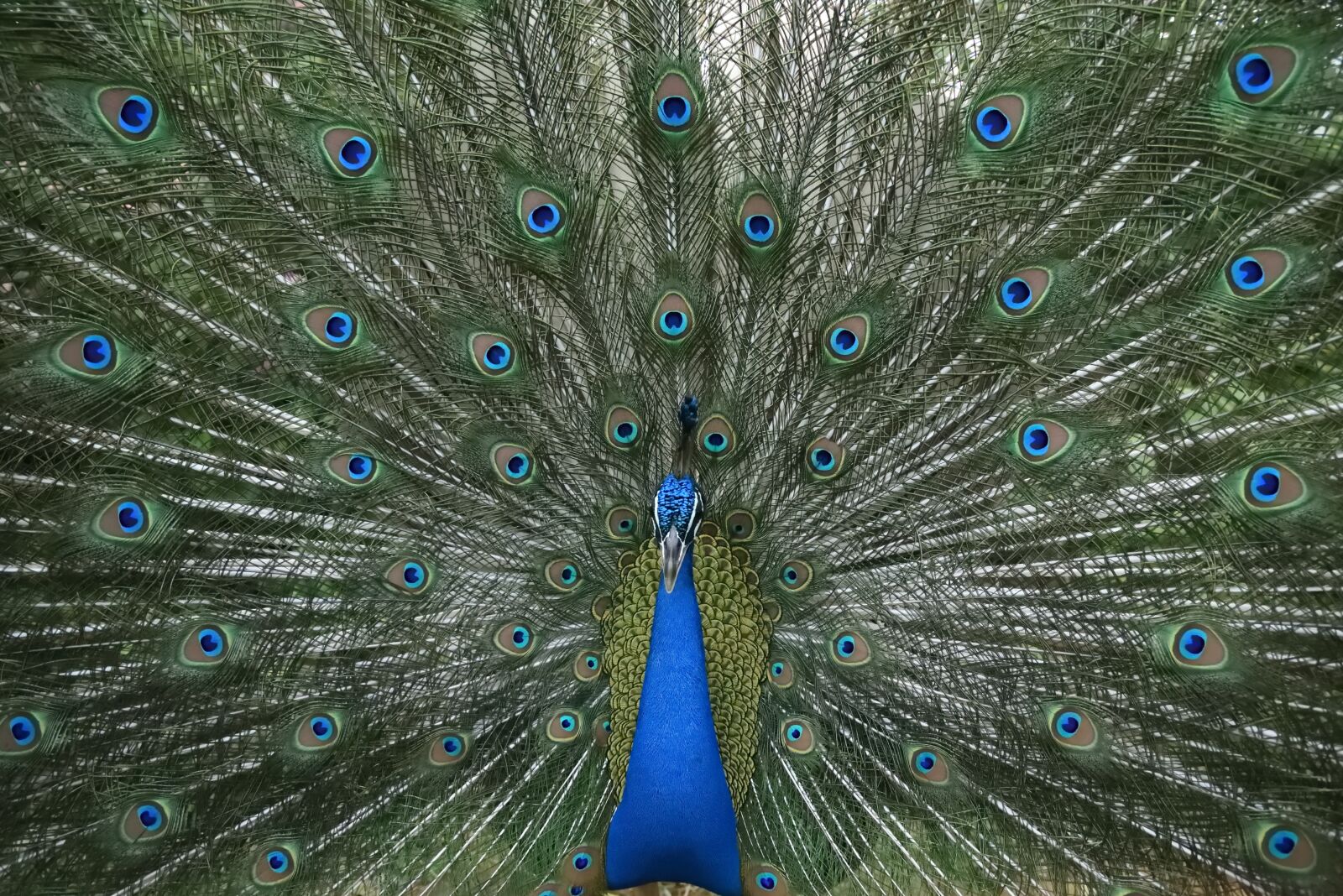 Nikon D750 sample photo. Peacock, dance, plumage photography