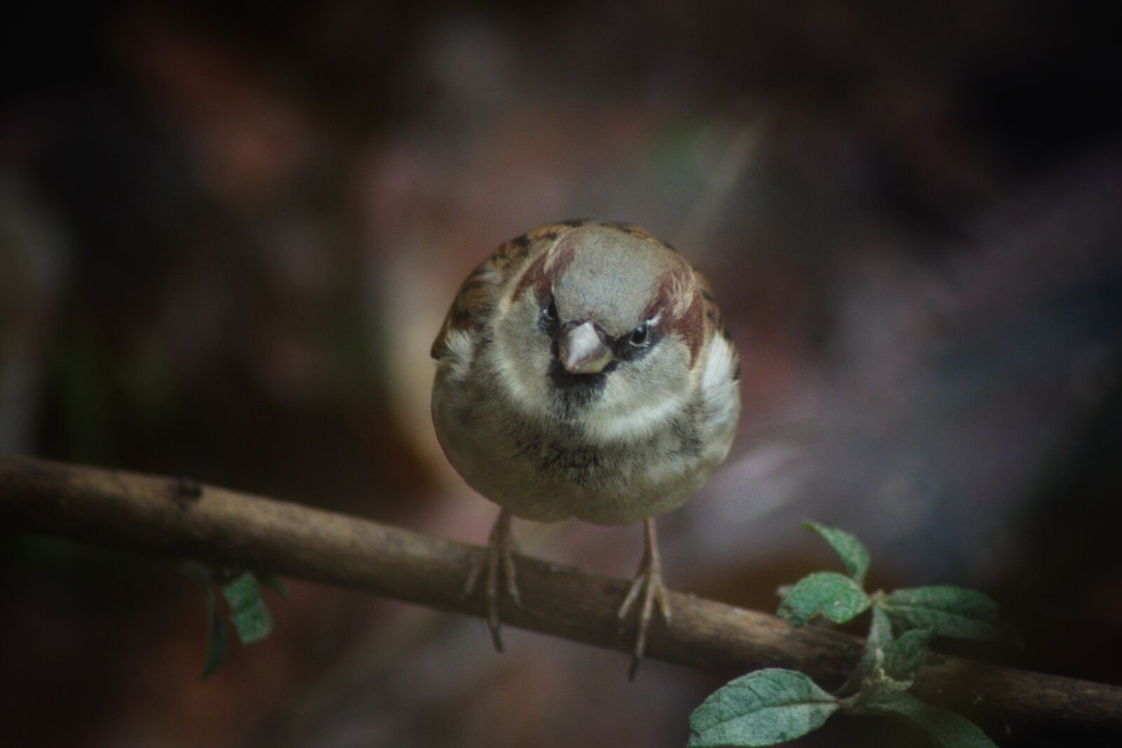 Pentax K-70 sample photo. Nature, animal world, bird photography
