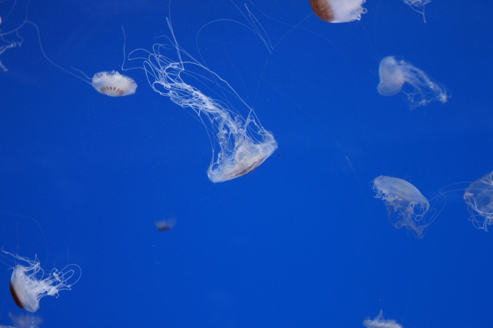 Canon EOS 700D (EOS Rebel T5i / EOS Kiss X7i) sample photo. Medusa, water, blue photography