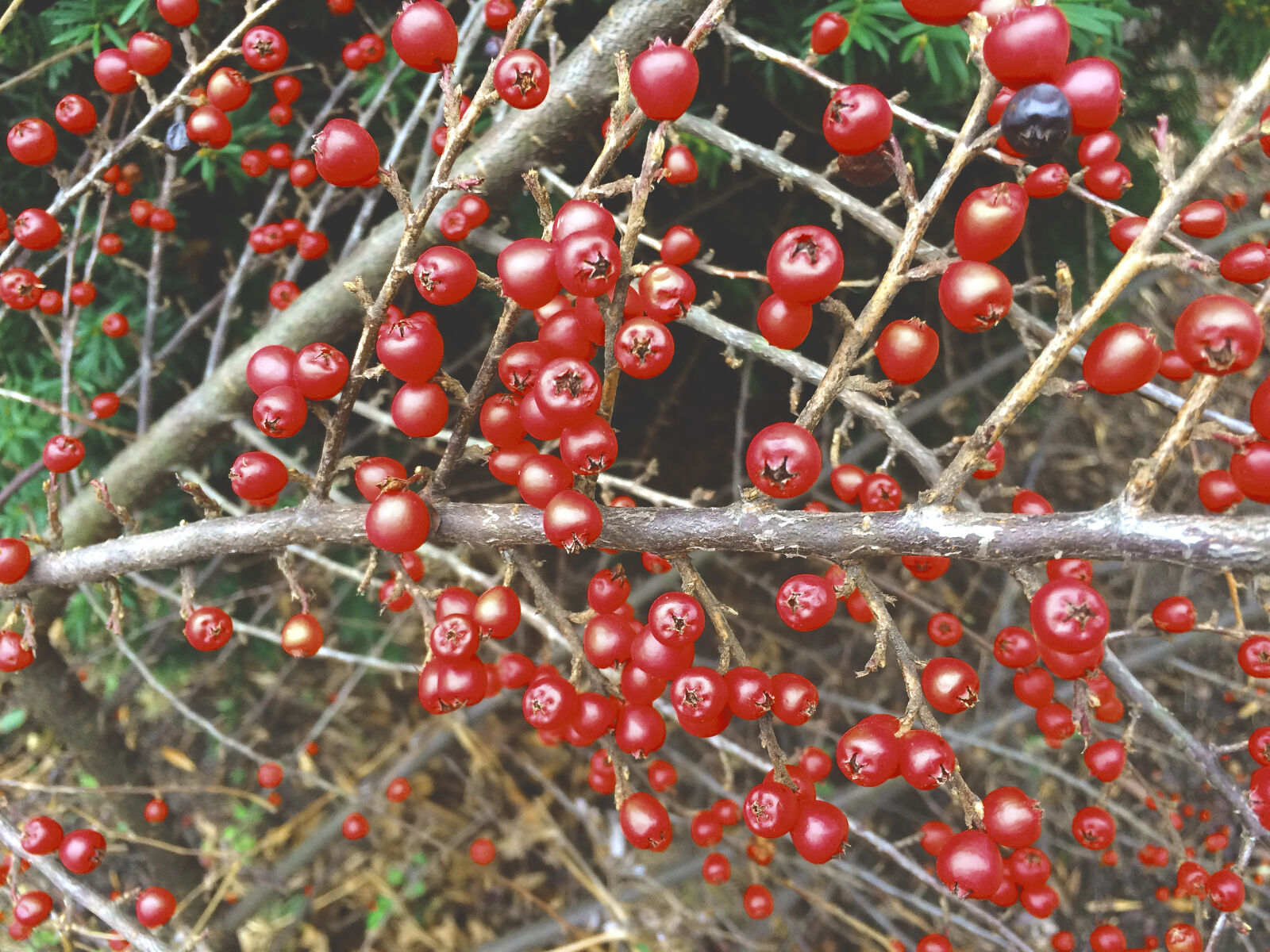 iPhone 5s back camera 4.15mm f/2.2 sample photo. Autumn, berries, nature, red photography