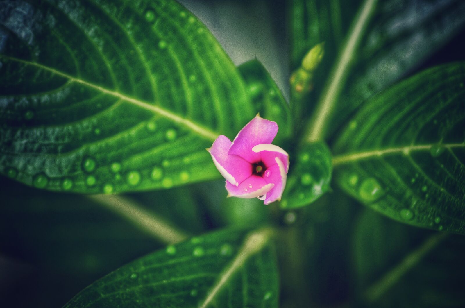 Nikon D5100 sample photo. Catharanthus roseus, flower, in photography