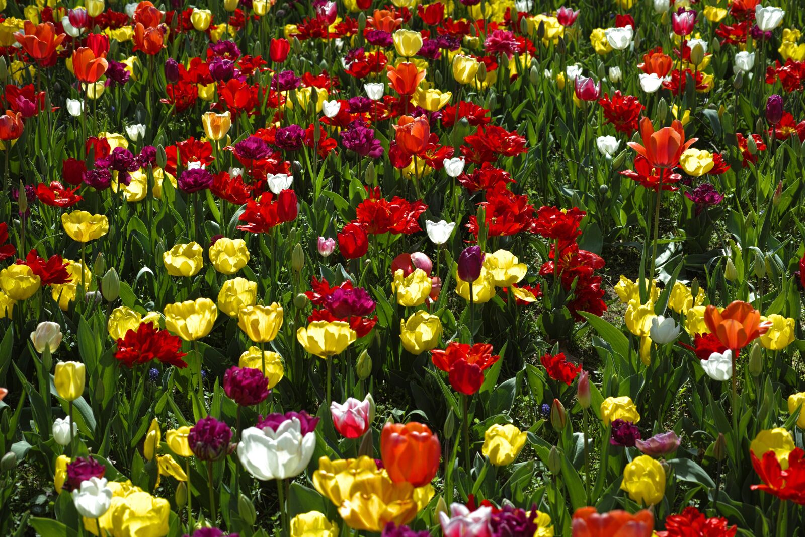 Sigma DP3 Merrill sample photo. Tulips, flower, flowers photography