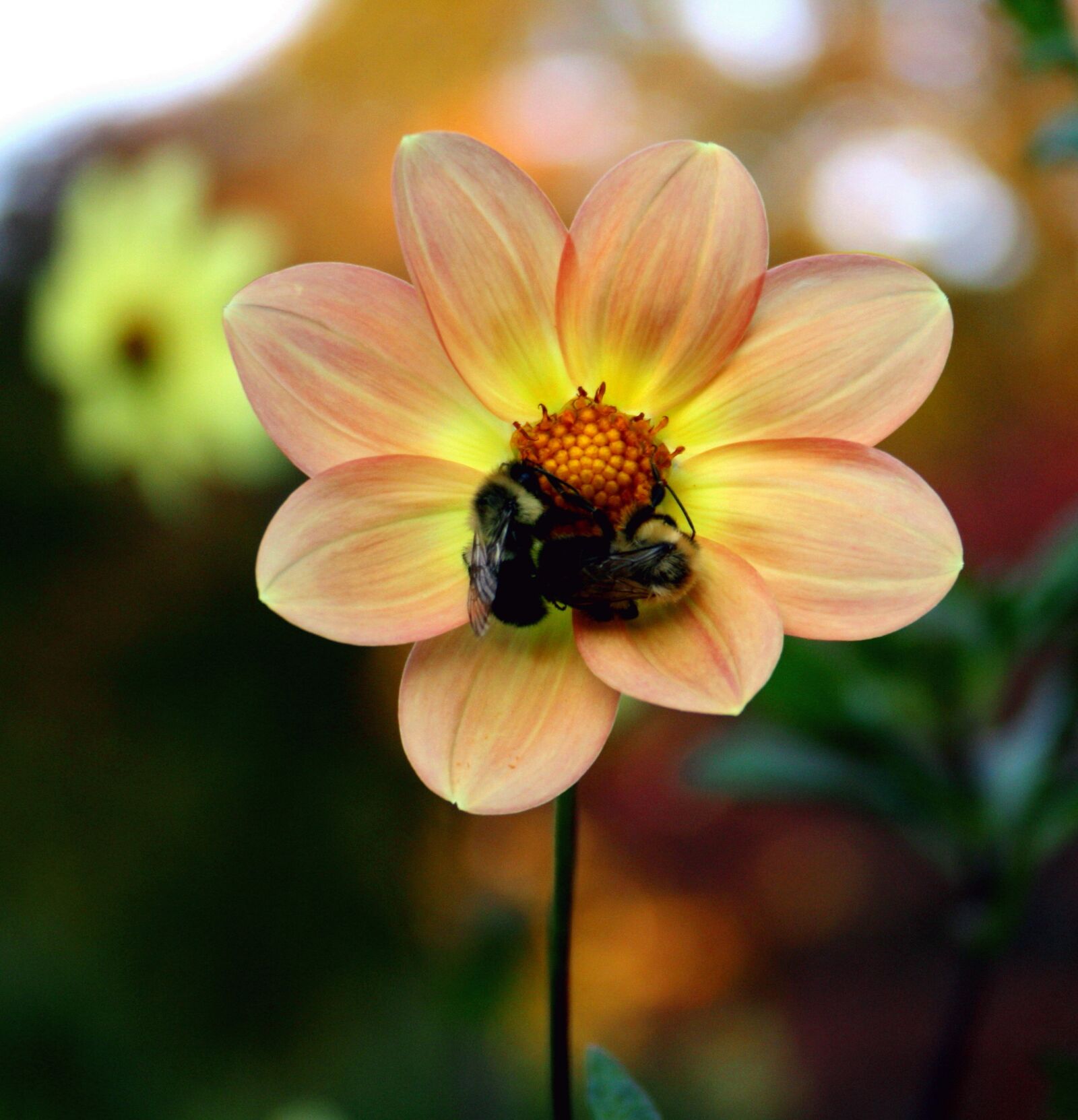 Canon EOS 450D (EOS Rebel XSi / EOS Kiss X2) sample photo. Bees, fall plant, insect photography