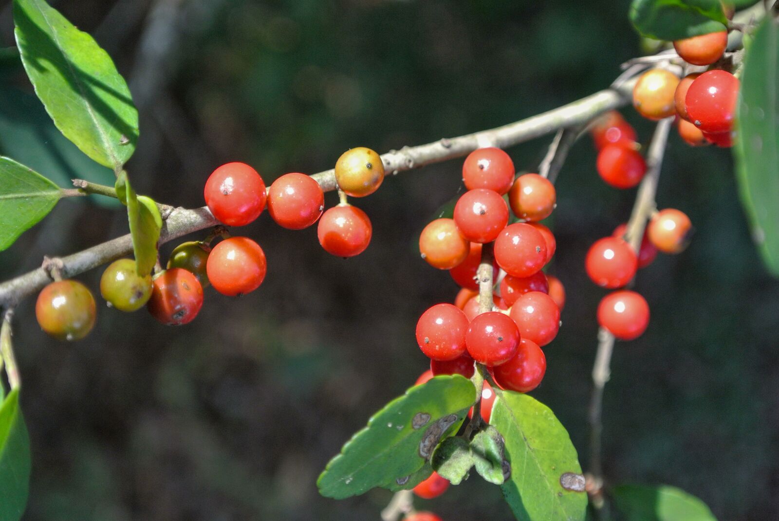 Nikon 1 J1 sample photo. Berries, red berries, ripe photography