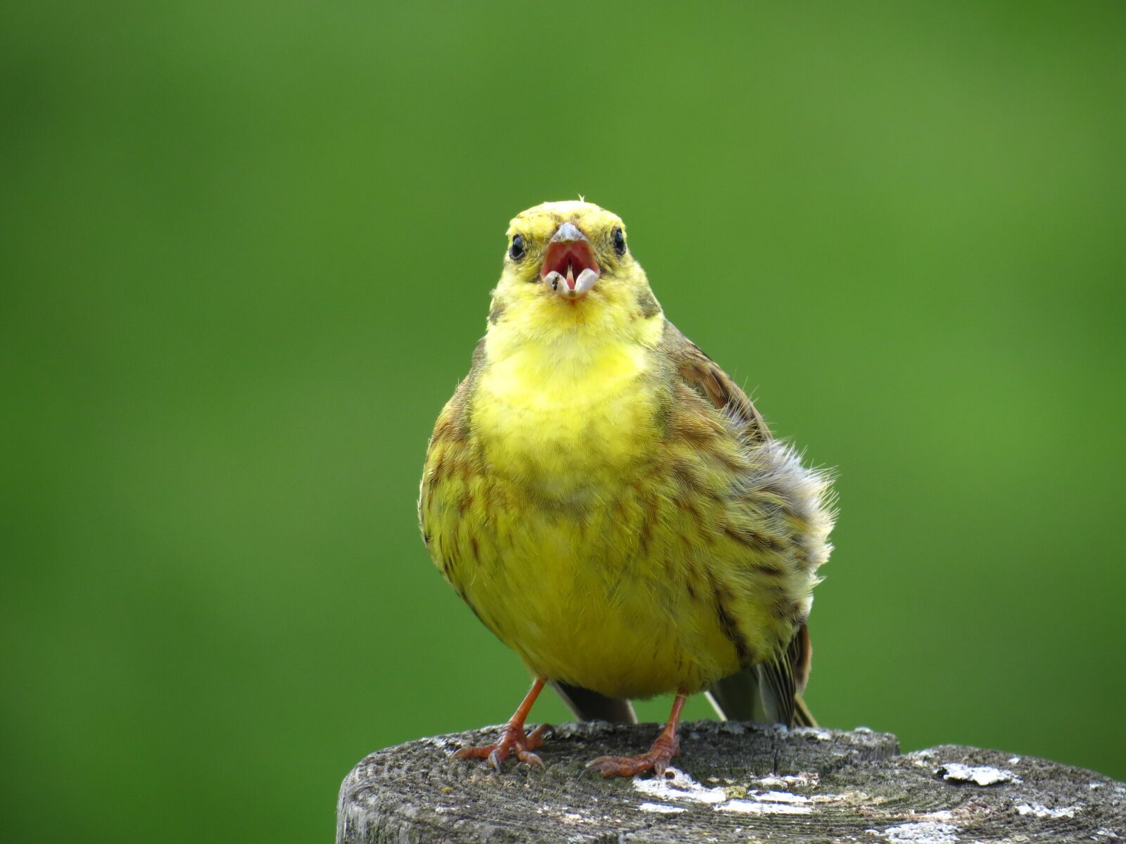 Canon PowerShot SX40 HS sample photo. Animal world, nature, bird photography