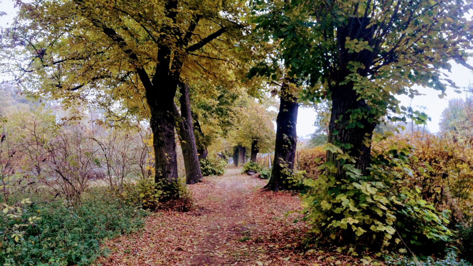 LG G4 sample photo. Germany, brandenburg, mark photography