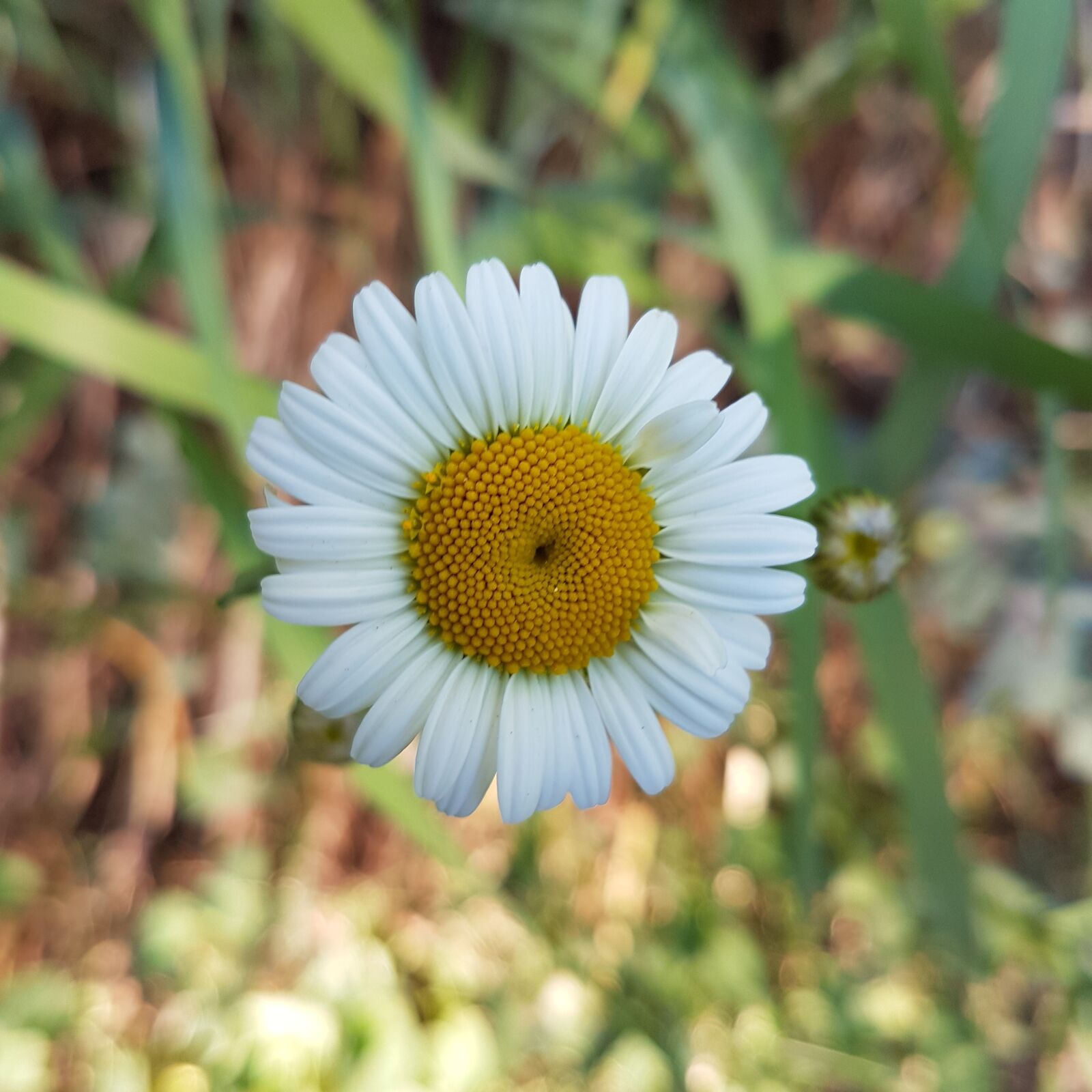 Samsung Galaxy S7 Edge sample photo. Daisy, grass, flower photography