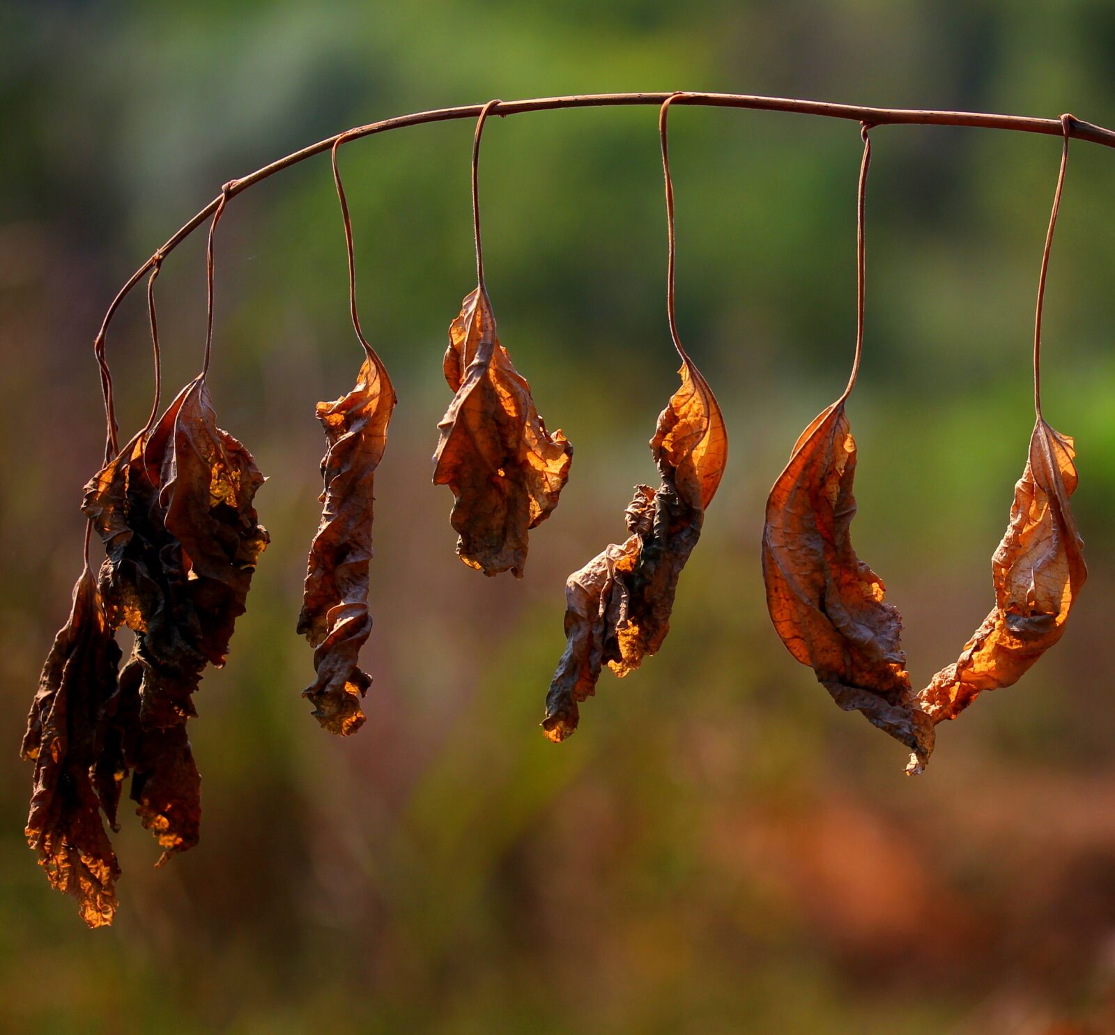 Canon EF-S 60mm F2.8 Macro USM sample photo. Leaves, dry, red photography