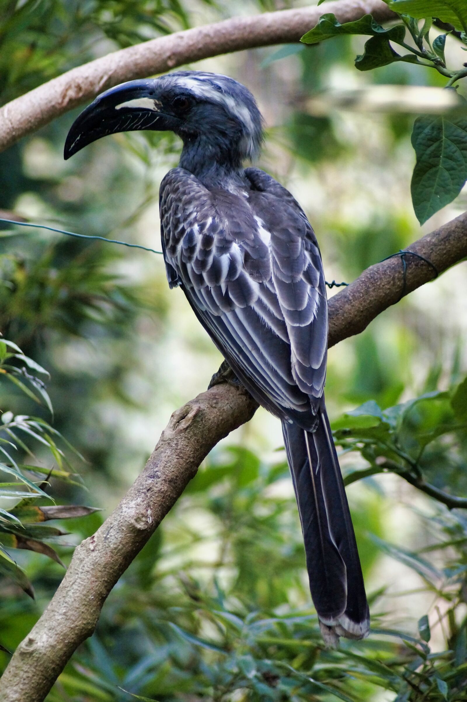 Sony SLT-A58 sample photo. Toucan, bird, exotic photography