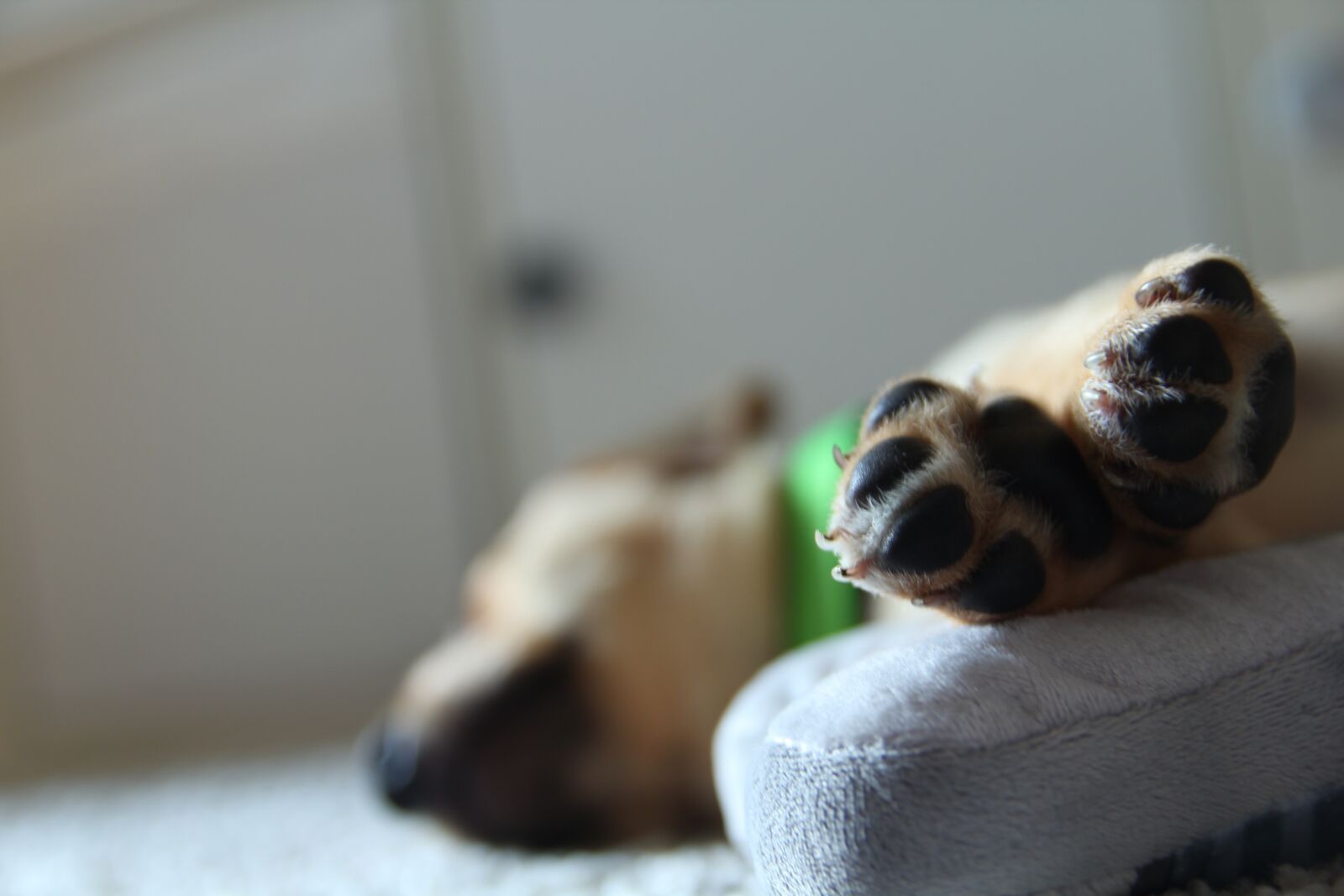 Canon EOS 550D (EOS Rebel T2i / EOS Kiss X4) sample photo. Dog, puppy, paws photography