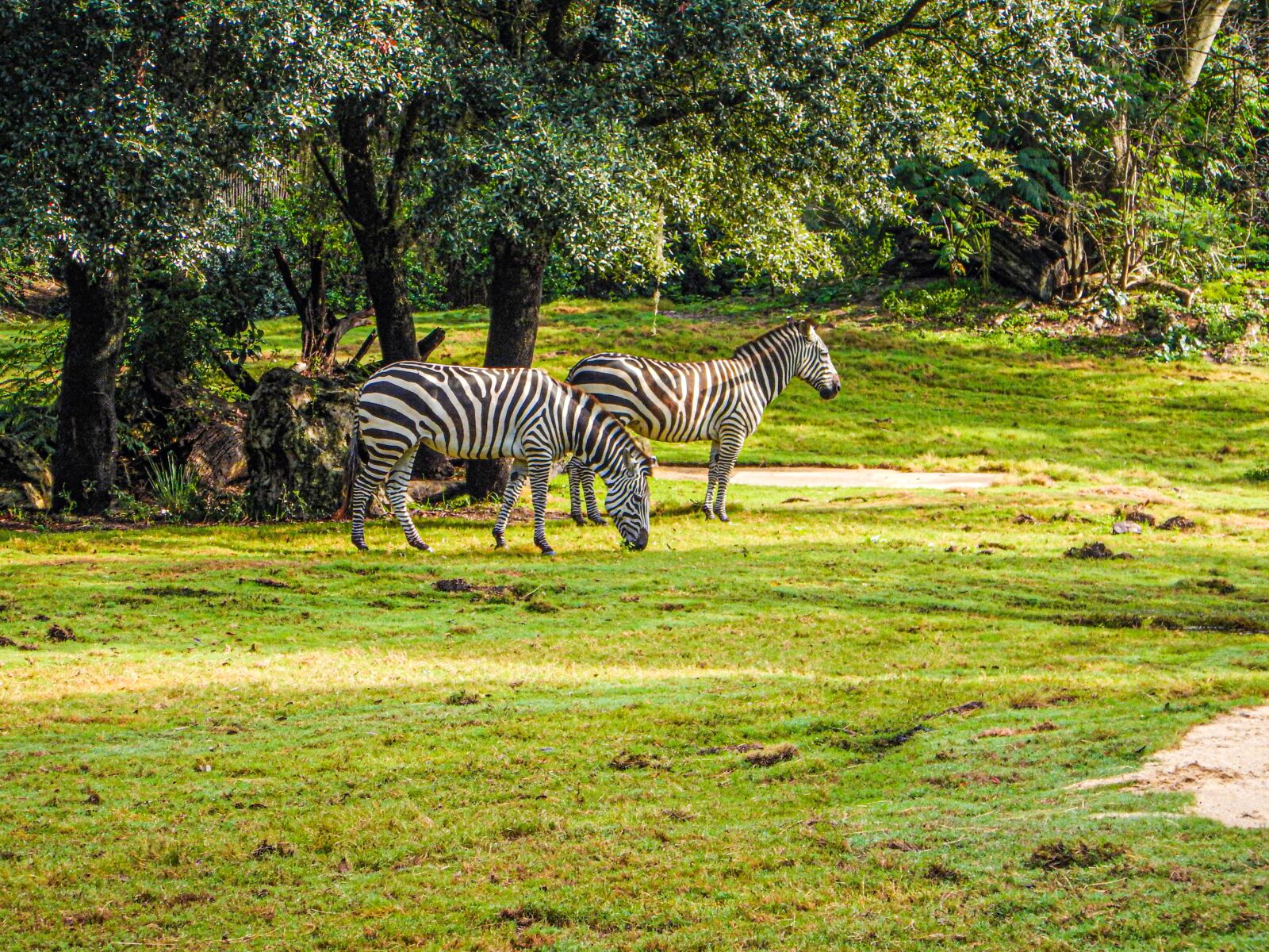 Nikon Coolpix AW120 sample photo. Zebra, family, two photography