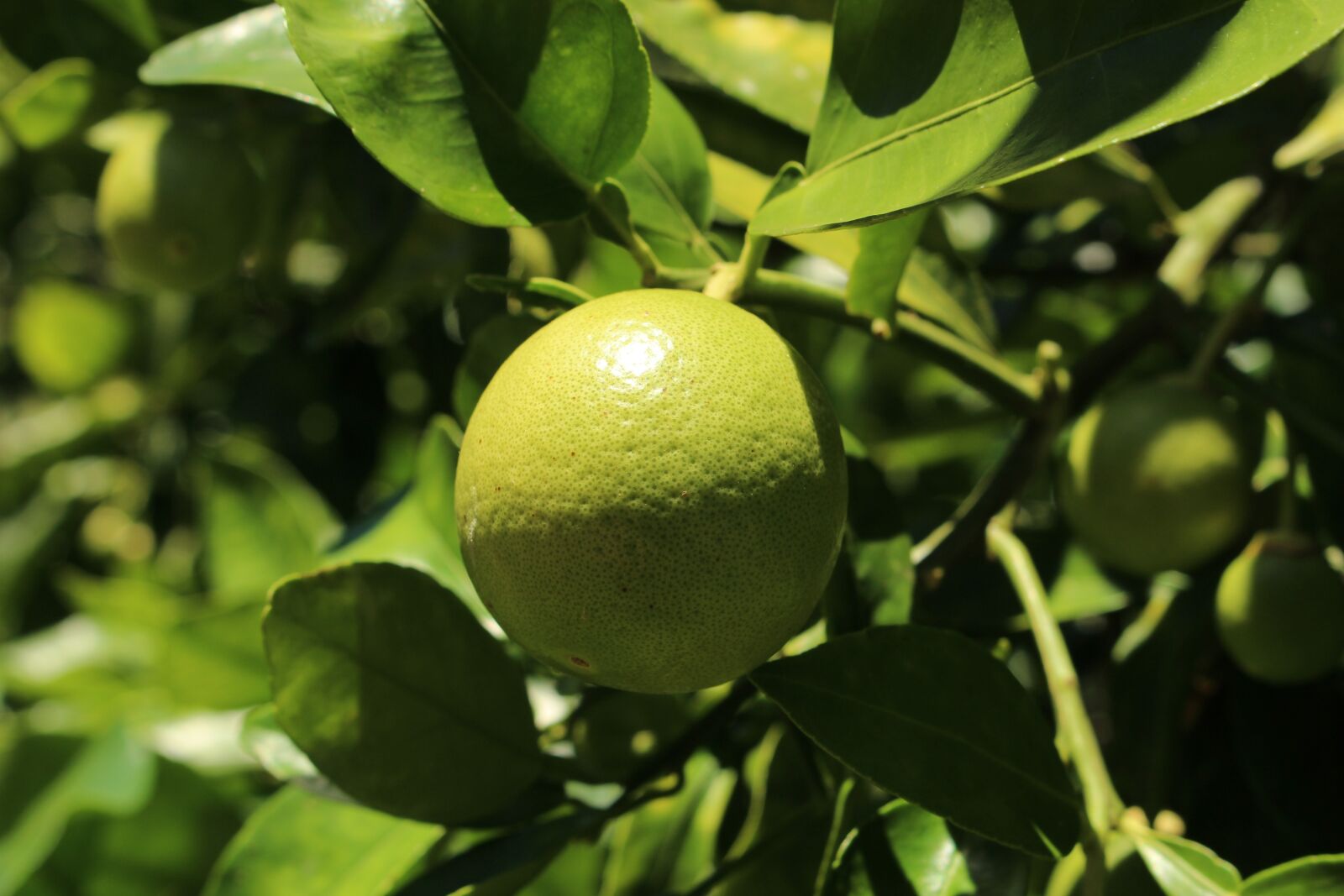 Canon EOS 100D (EOS Rebel SL1 / EOS Kiss X7) sample photo. Fruit, green, diet photography