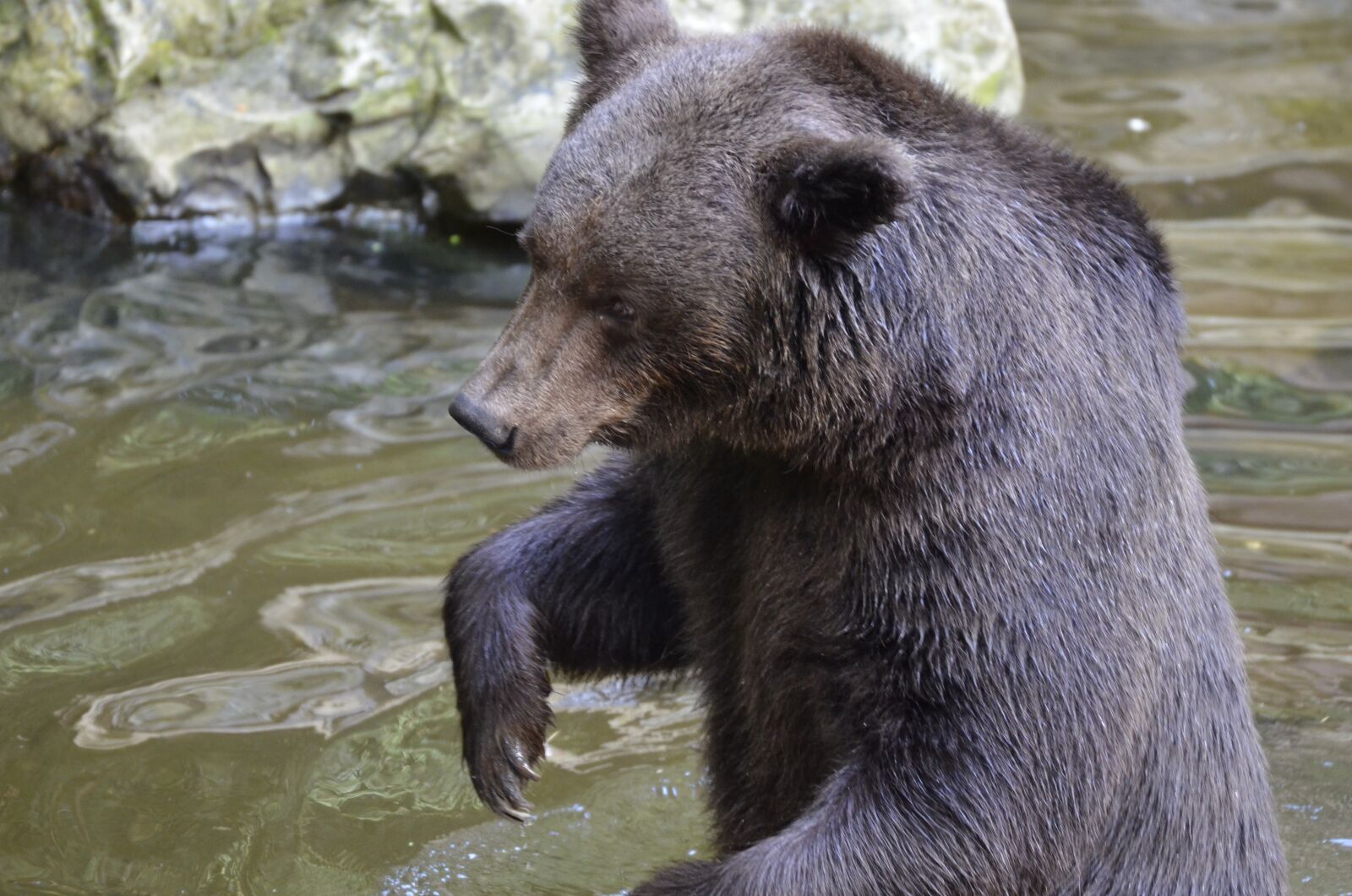 Nikon D5100 sample photo. Bear, brown bear, fur photography