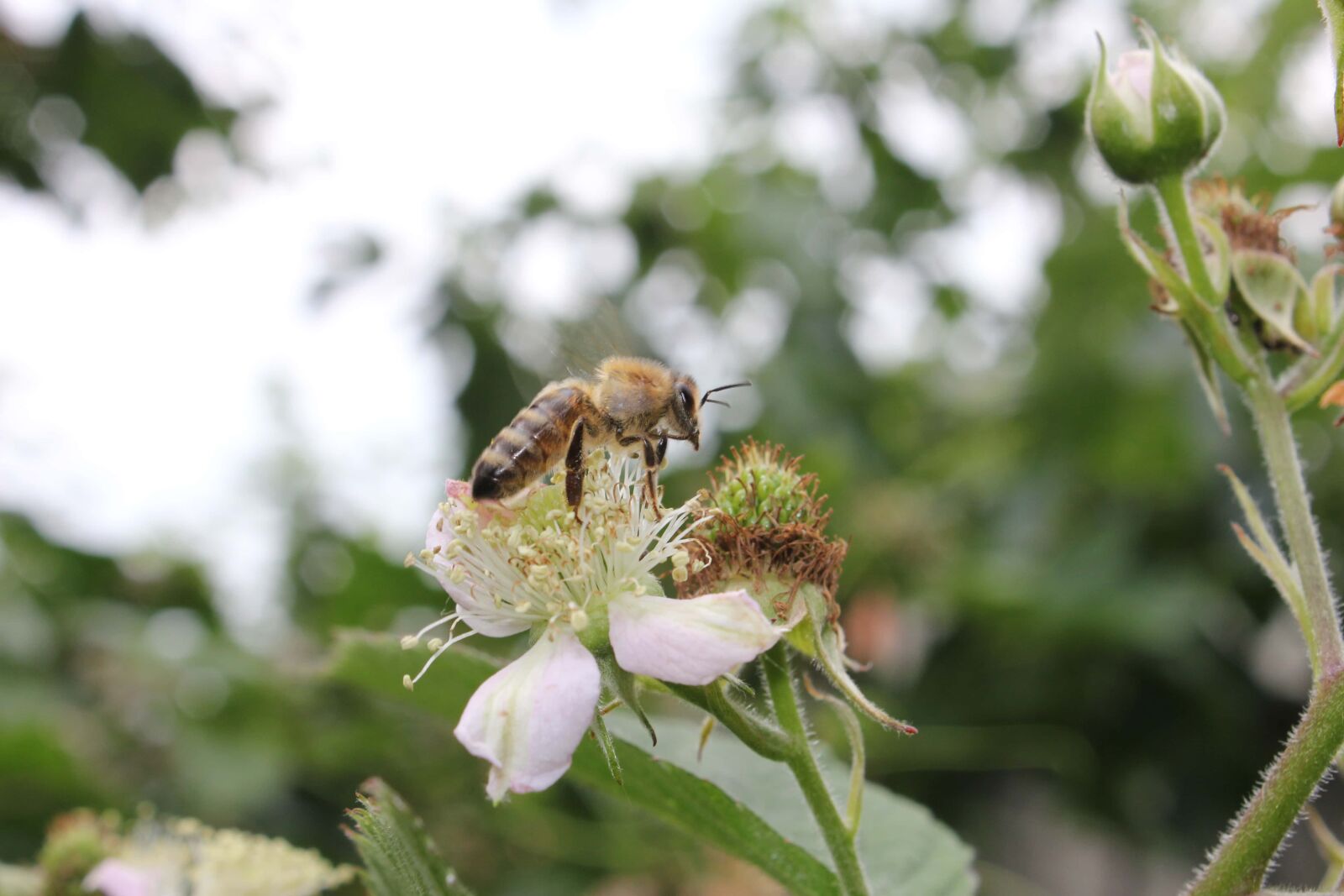 Canon EF-S 18-55mm F3.5-5.6 IS sample photo. Flying, pollination, honeybee, pollinator photography