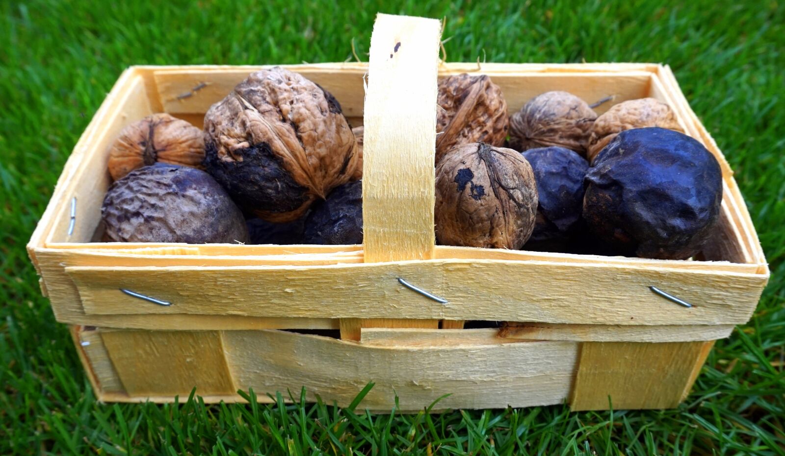 Sony Alpha a5000 (ILCE 5000) sample photo. Nuts, autumn, harvest photography