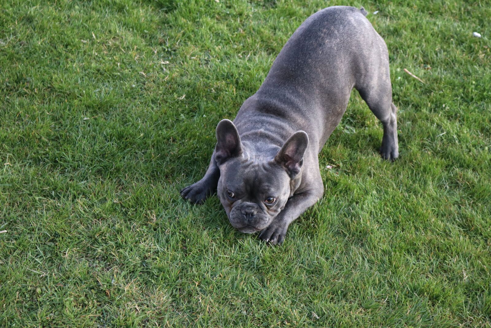 Canon EOS 80D sample photo. Dog, playful, pet photography